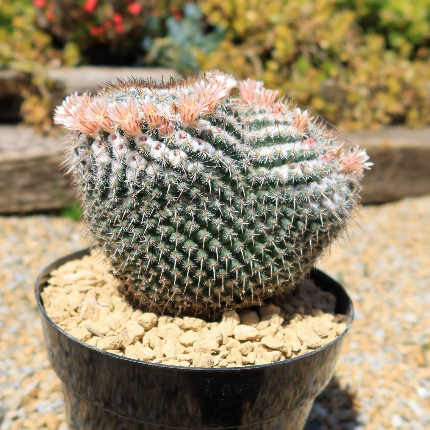 Owl Eye Cactus 'Mammillaria Parkinsonii'
