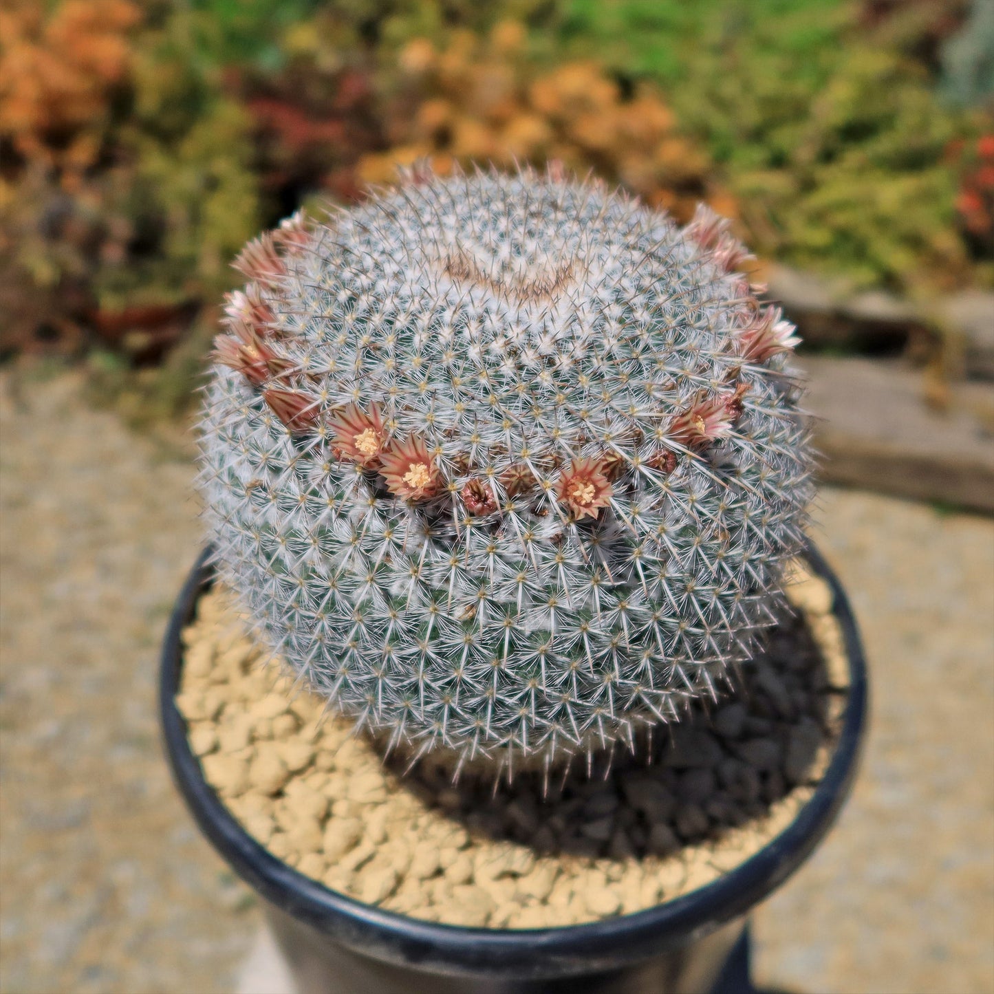 Owl Eye Cactus 'Mammillaria Parkinsonii'