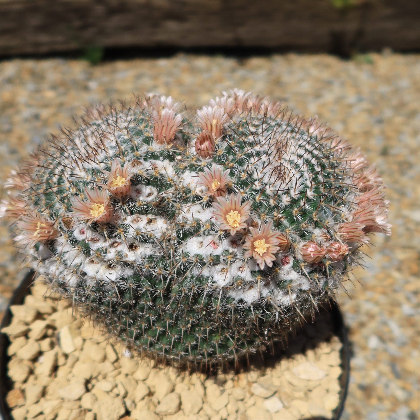 Owl Eye Cactus 'Mammillaria Parkinsonii'