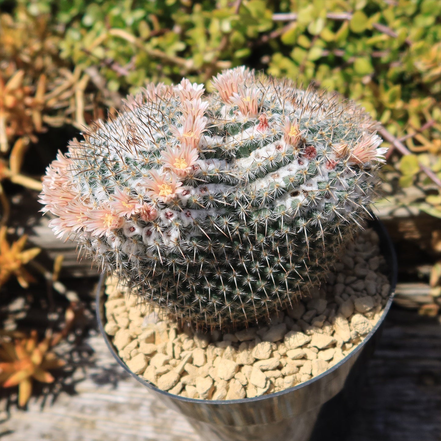 Owl Eye Cactus 'Mammillaria Parkinsonii'