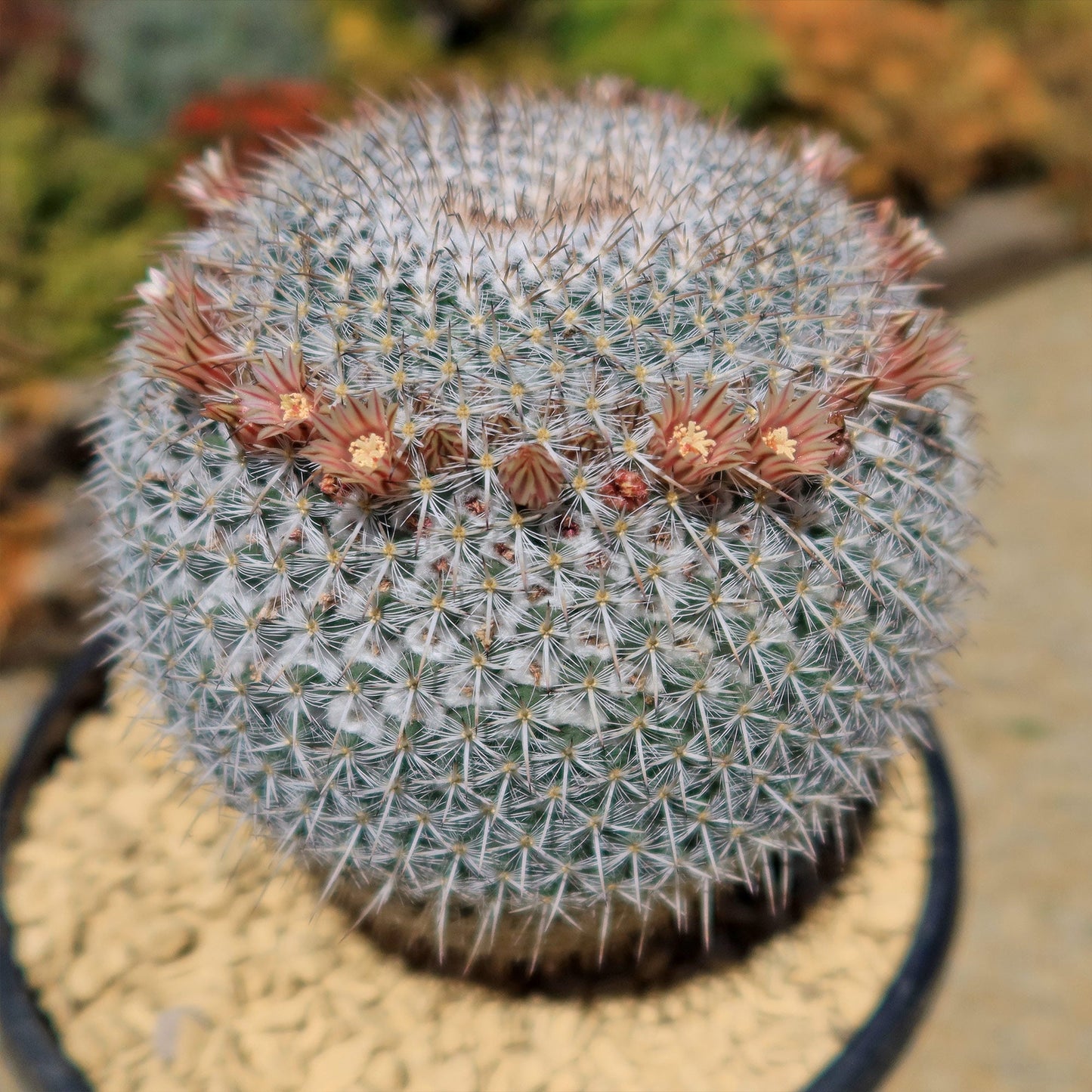 Owl Eye Cactus 'Mammillaria Parkinsonii'