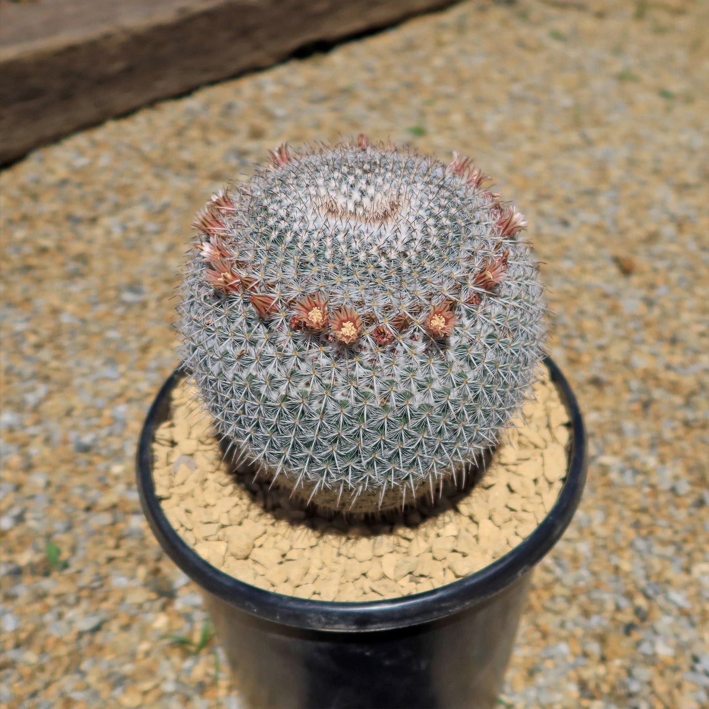 Owl Eye Cactus 'Mammillaria Parkinsonii'
