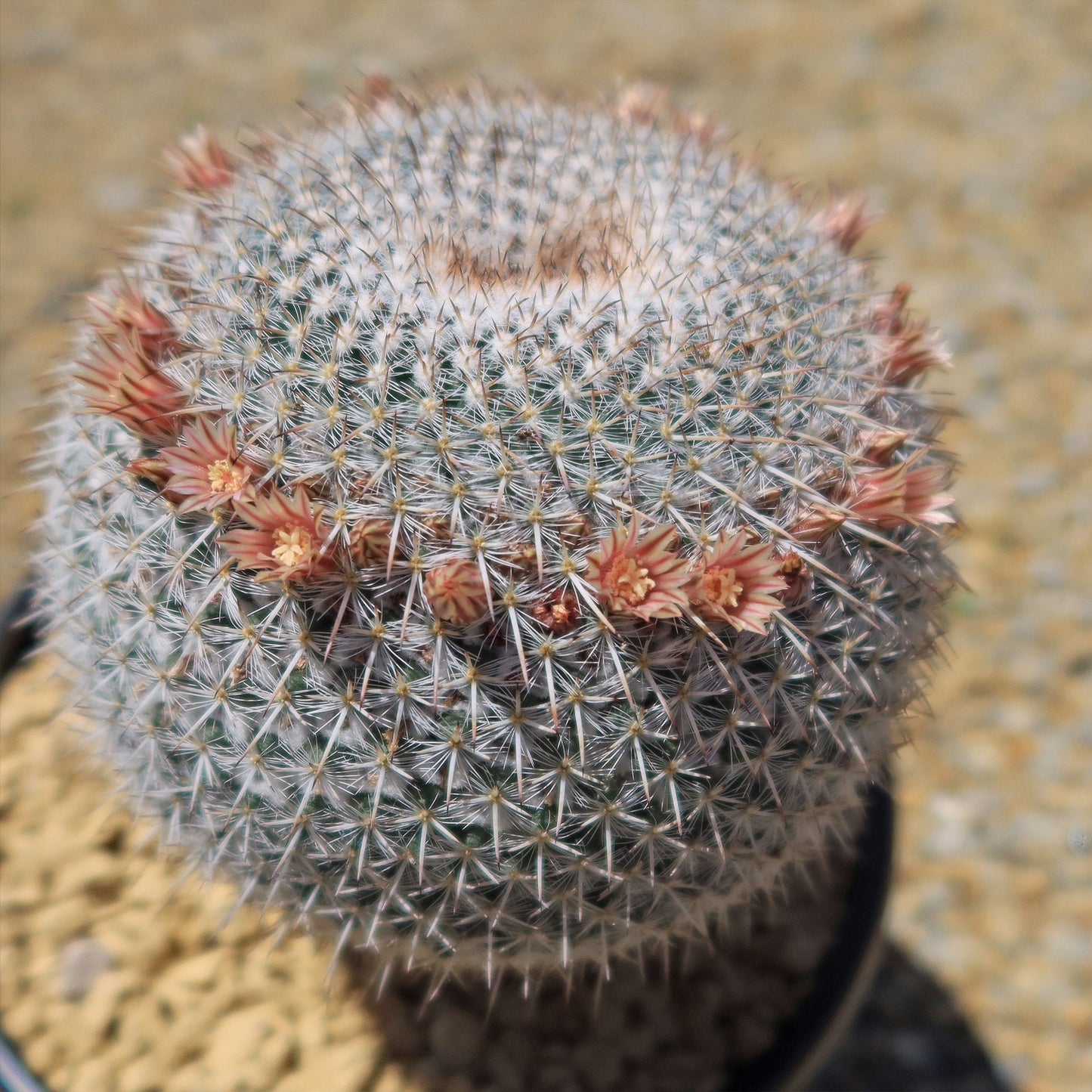 Owl Eye Cactus 'Mammillaria Parkinsonii'
