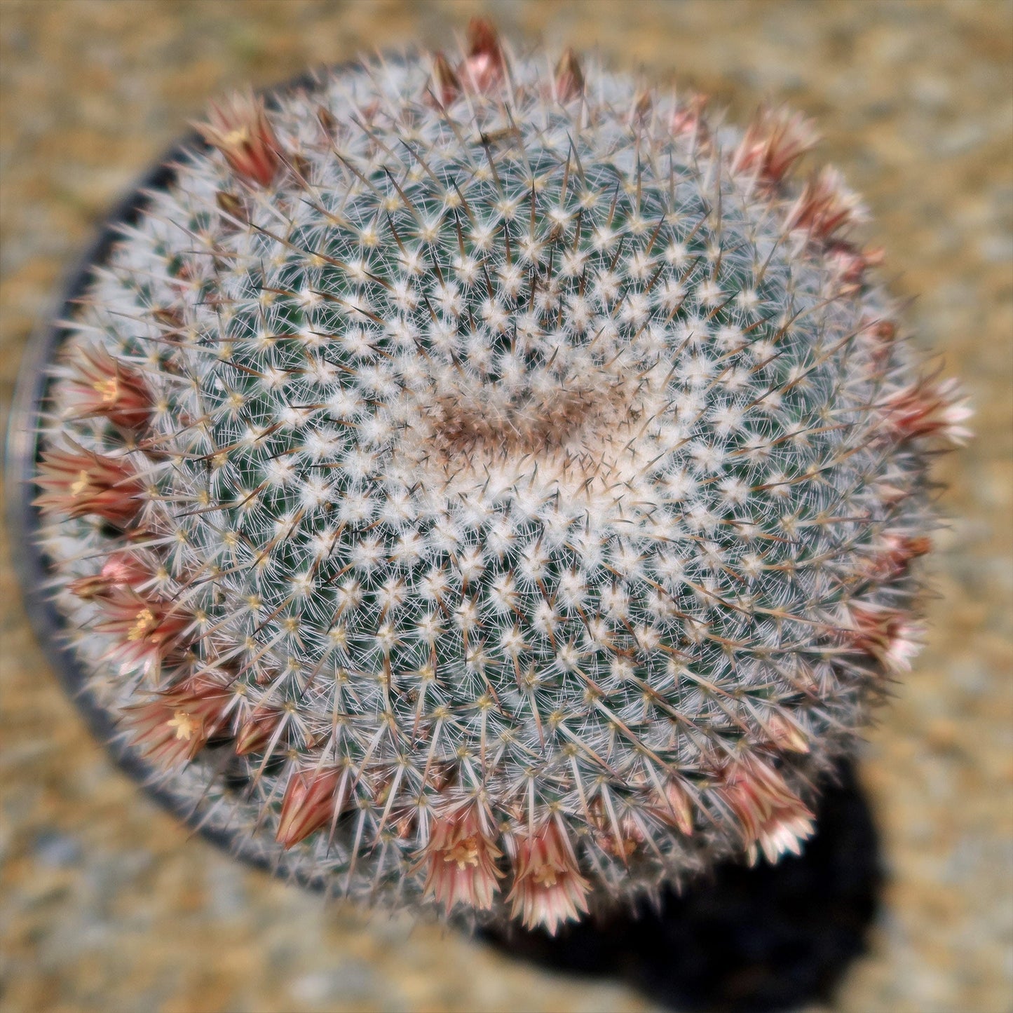 Owl Eye Cactus 'Mammillaria Parkinsonii'