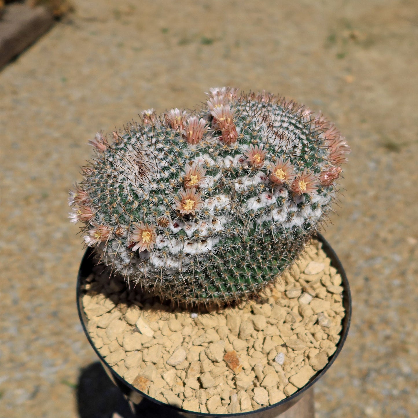 Owl Eye Cactus 'Mammillaria Parkinsonii'