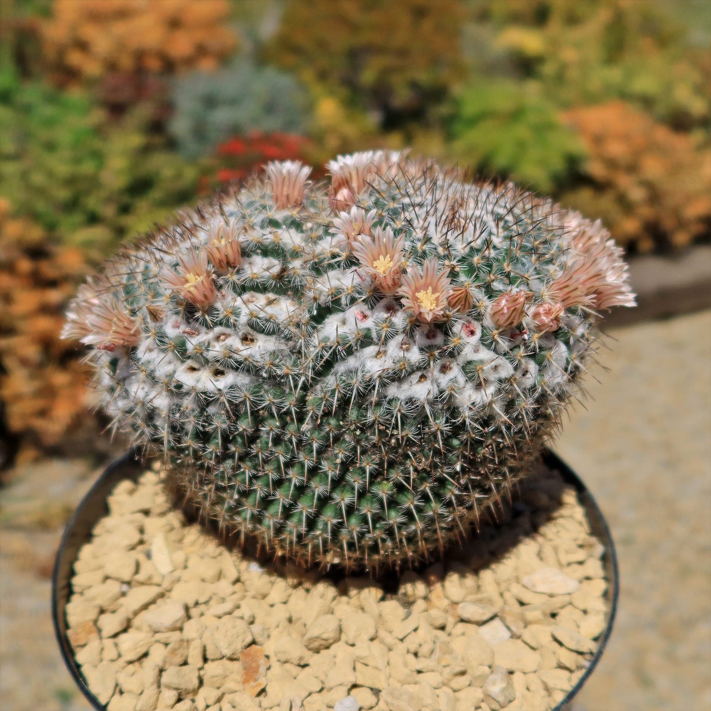 Owl Eye Cactus 'Mammillaria Parkinsonii'