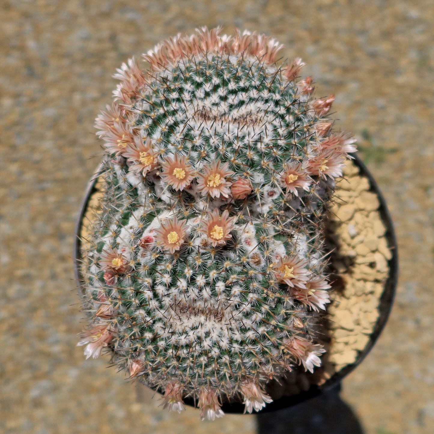 Owl Eye Cactus 'Mammillaria Parkinsonii'