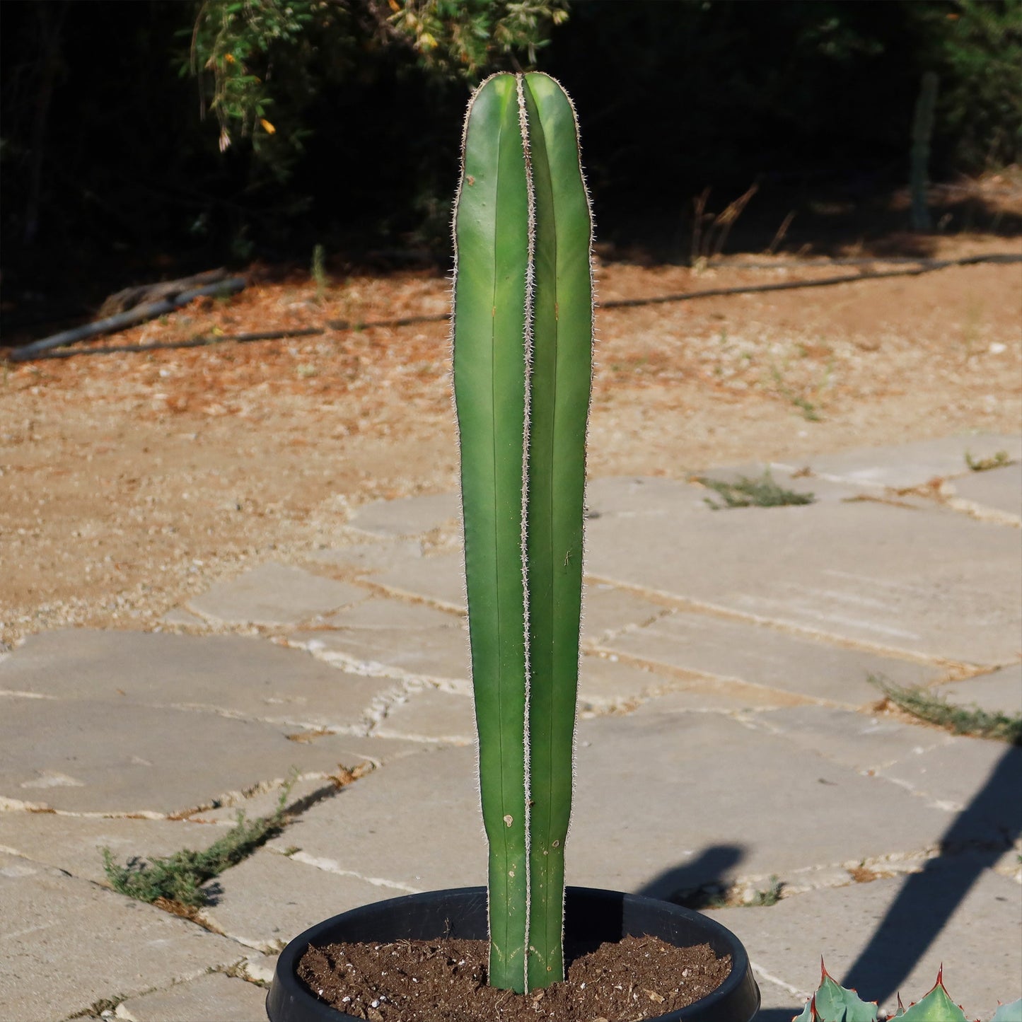 Mexican Fence Post Cactus 'Pachycereus marginatus'