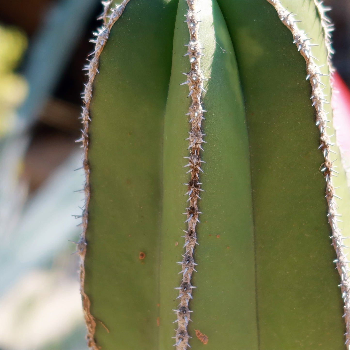 Mexican Fence Post Cactus 'Pachycereus marginatus'