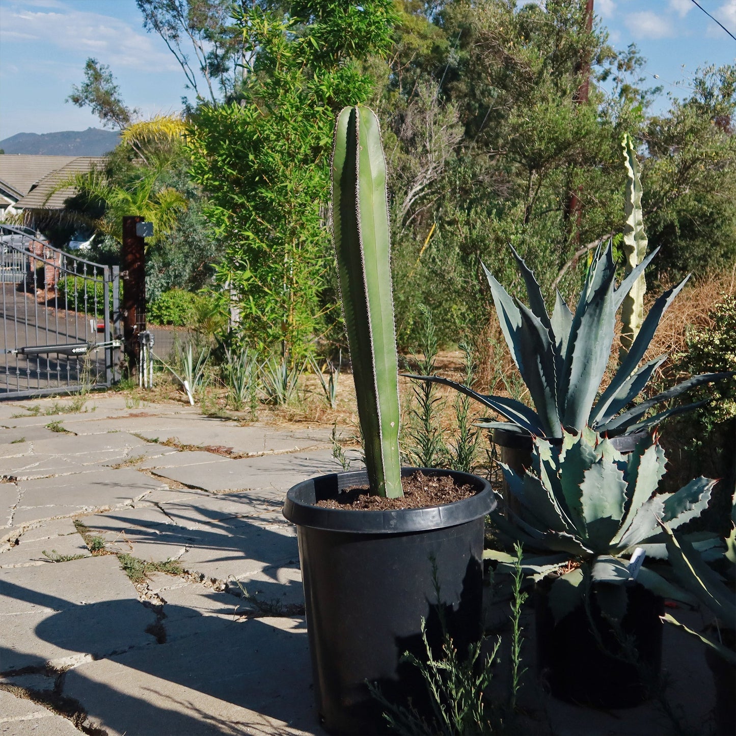 Mexican Fence Post Cactus 'Pachycereus marginatus'