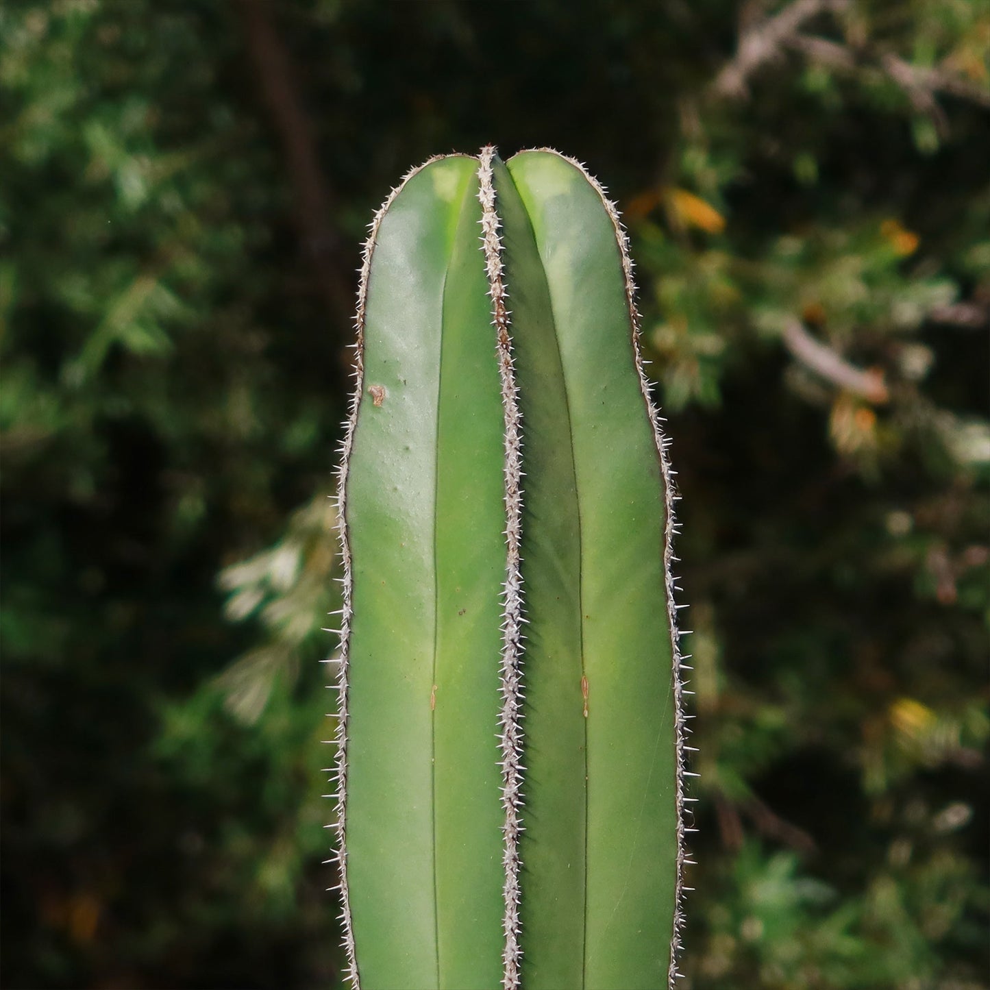 Mexican Fence Post Cactus 'Pachycereus marginatus'