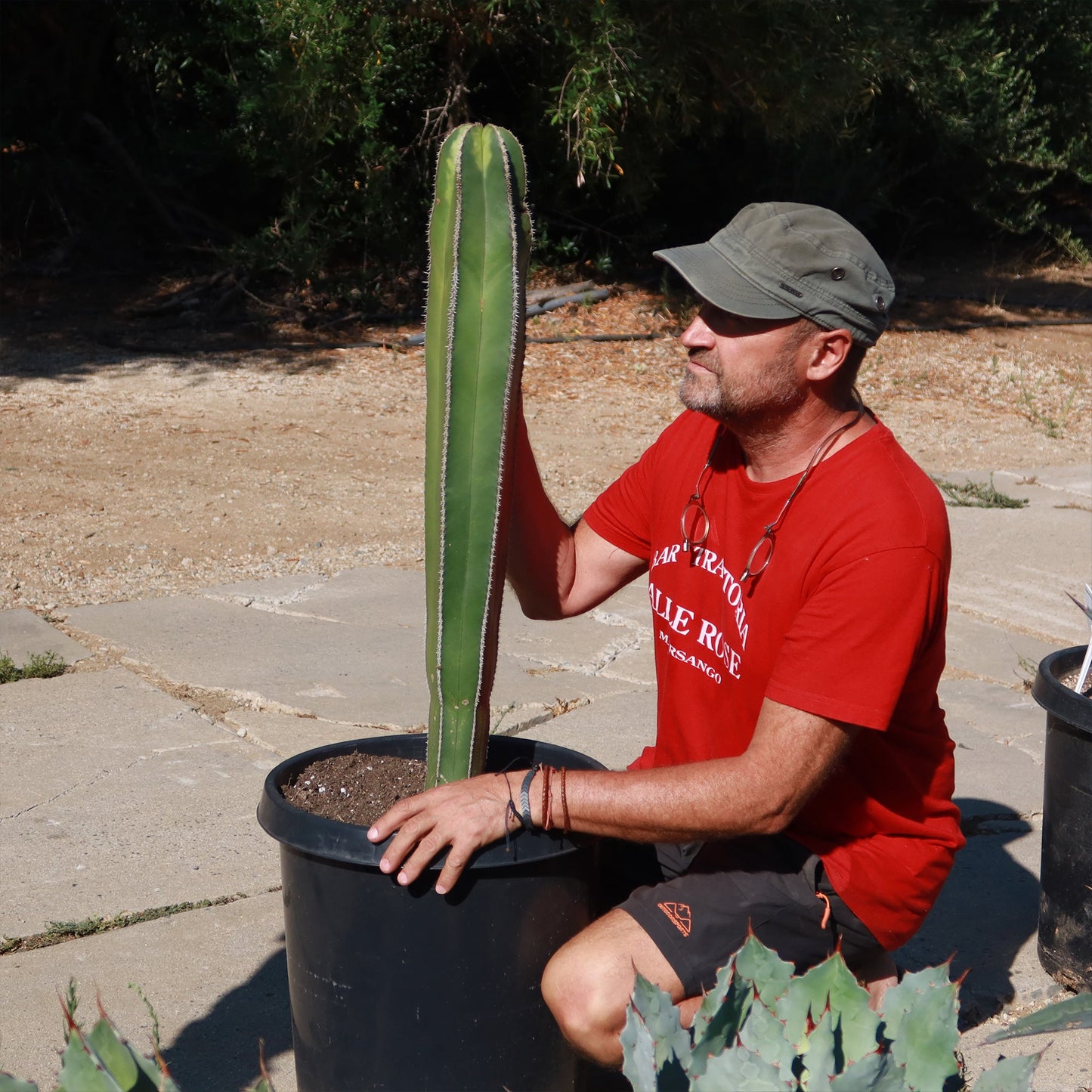 Mexican Fence Post Cactus 'Pachycereus marginatus'