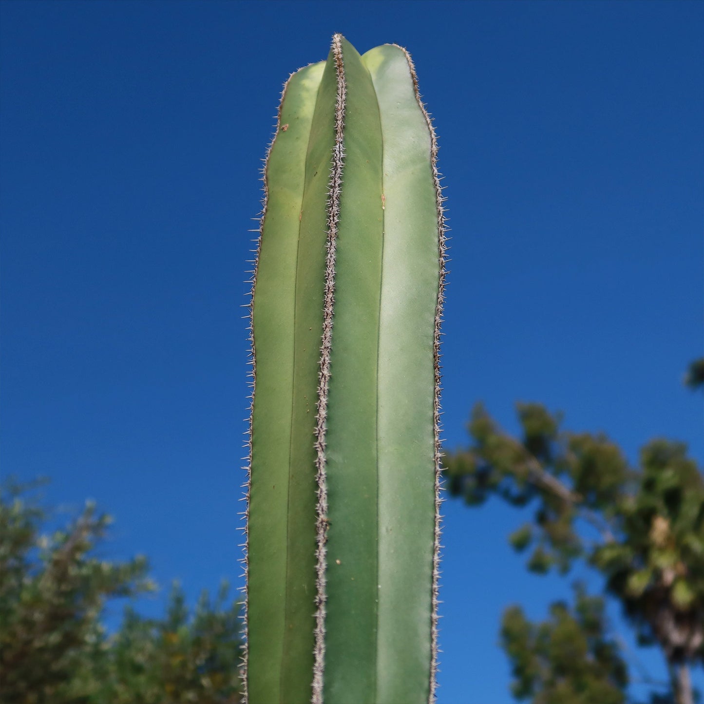 Mexican Fence Post Cactus 'Pachycereus marginatus'