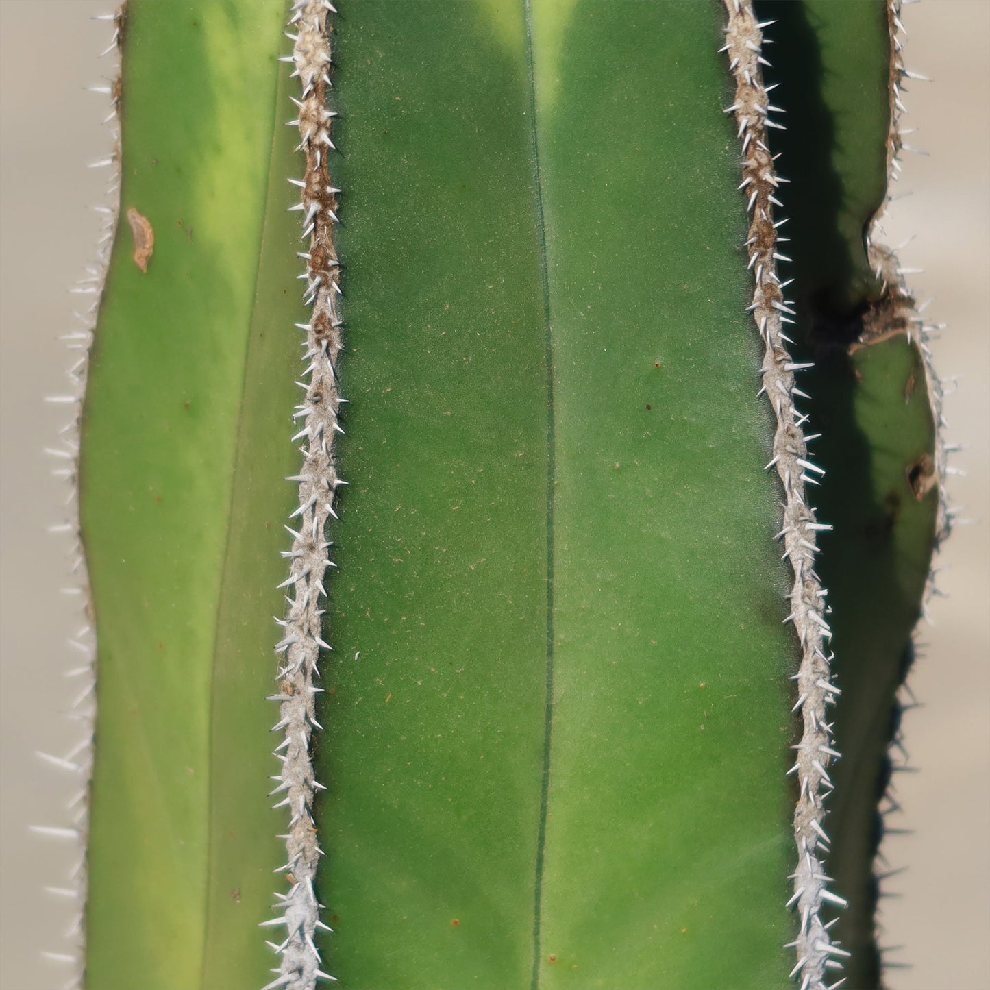 Mexican Fence Post Cactus 'Pachycereus marginatus'