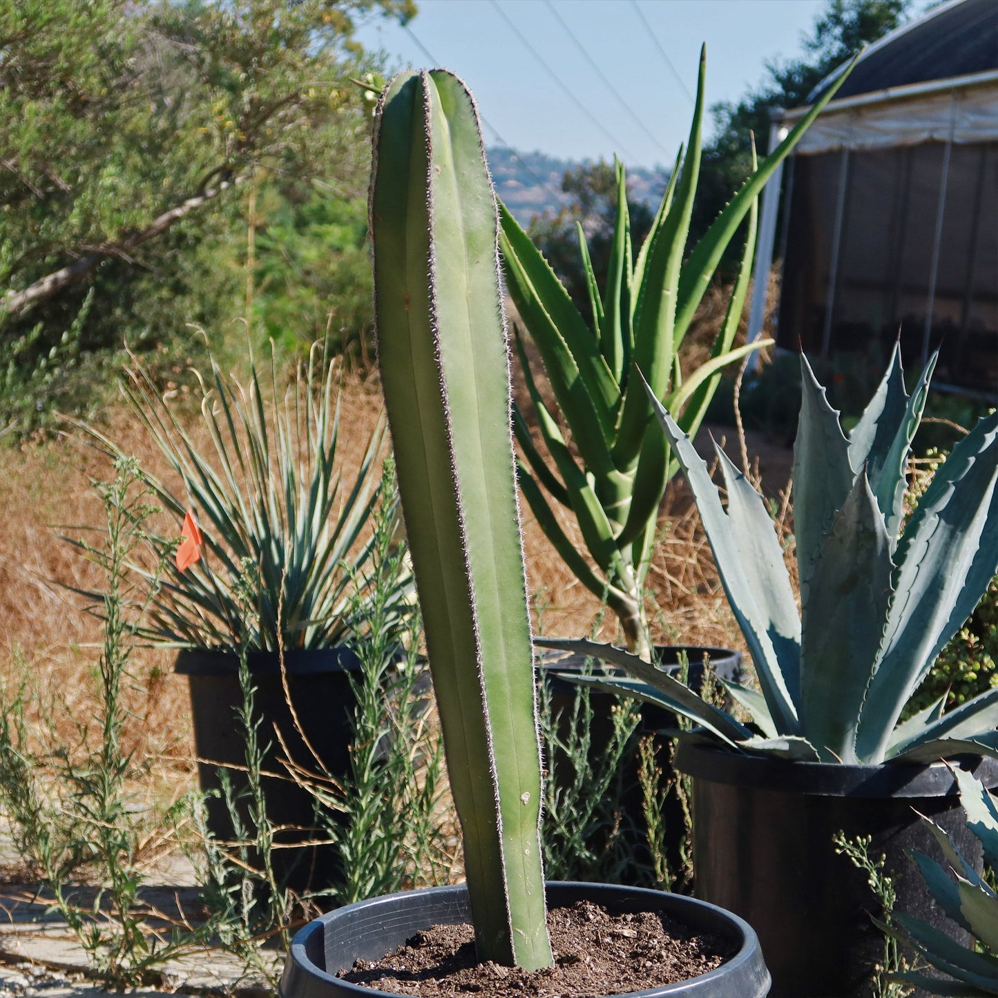 Mexican Fence Post Cactus 'Pachycereus marginatus'