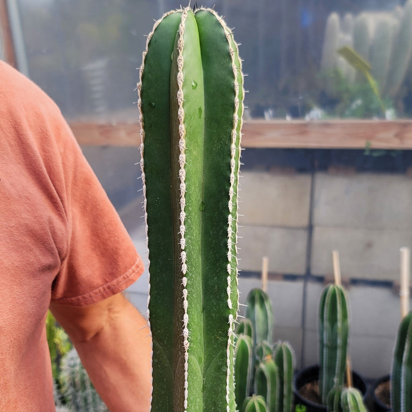 Mexican Fence Post Cactus 'Pachycereus marginatus'
