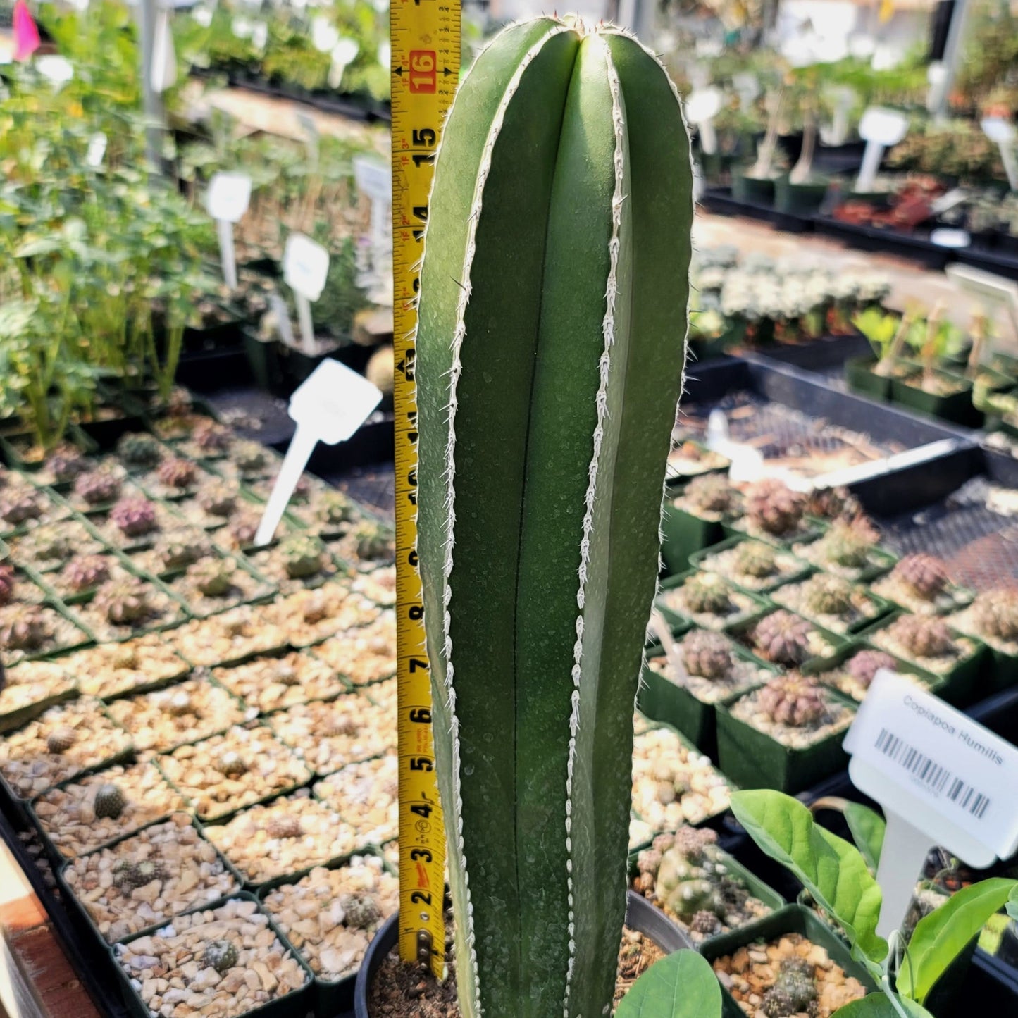 Mexican Fence Post Cactus 'Pachycereus marginatus'