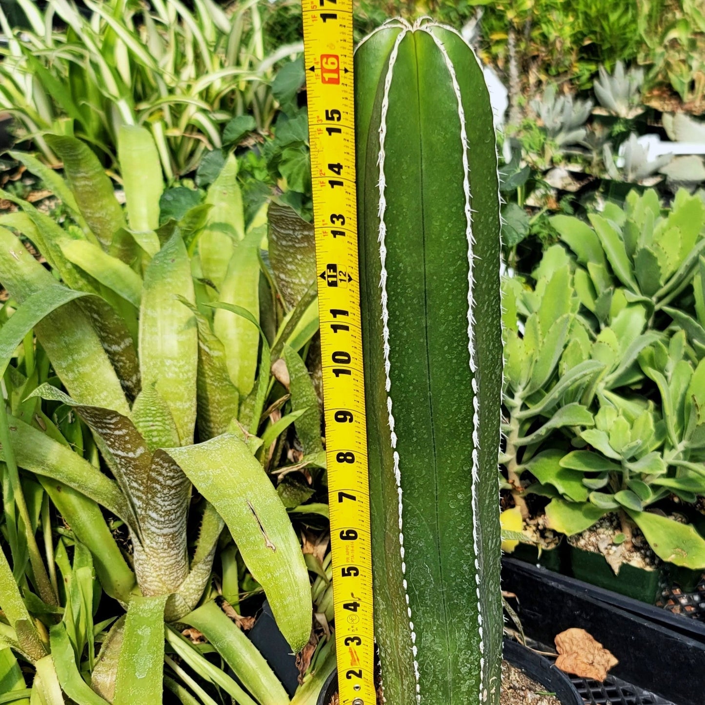 Mexican Fence Post Cactus 'Pachycereus marginatus'
