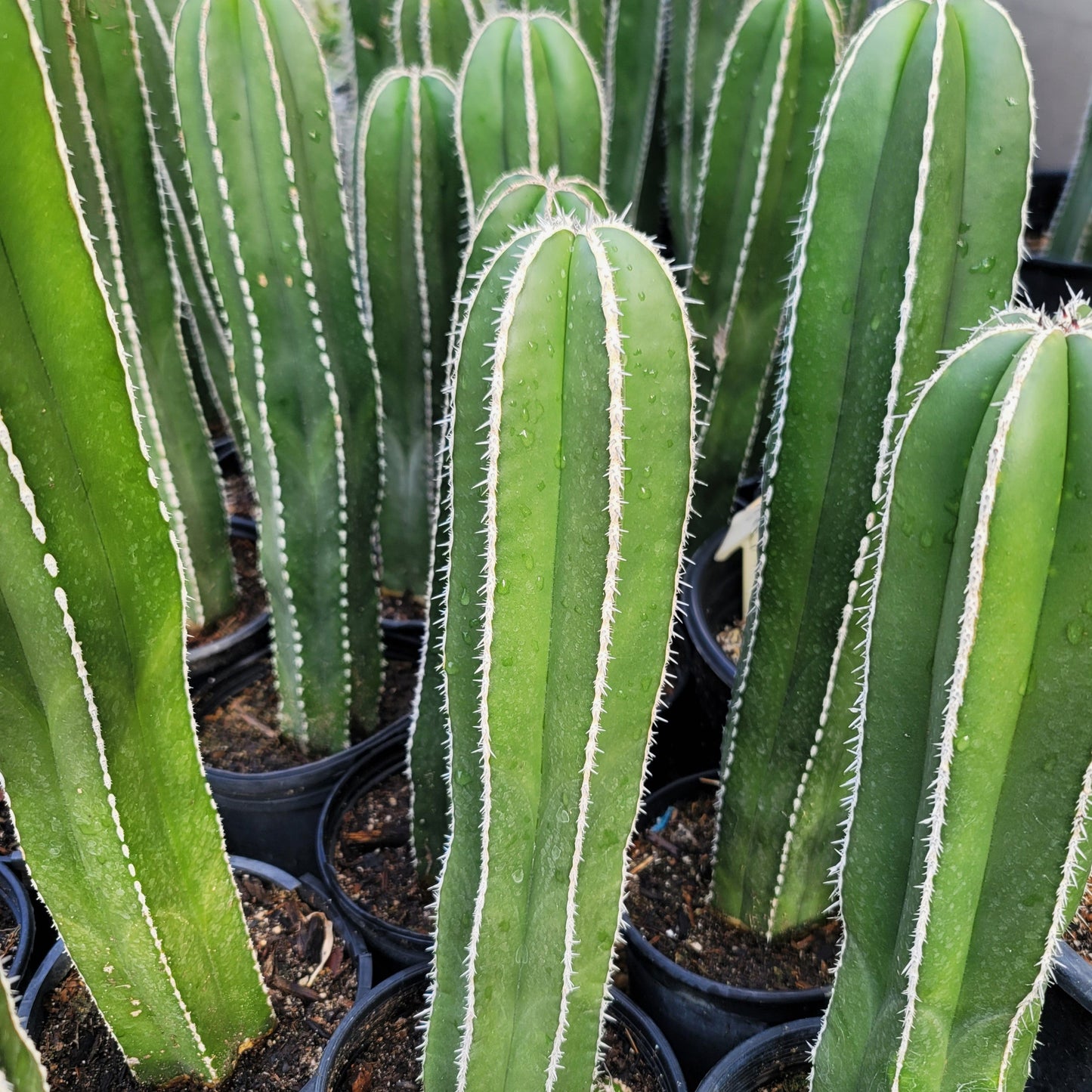 Mexican Fence Post Cactus 'Pachycereus marginatus'