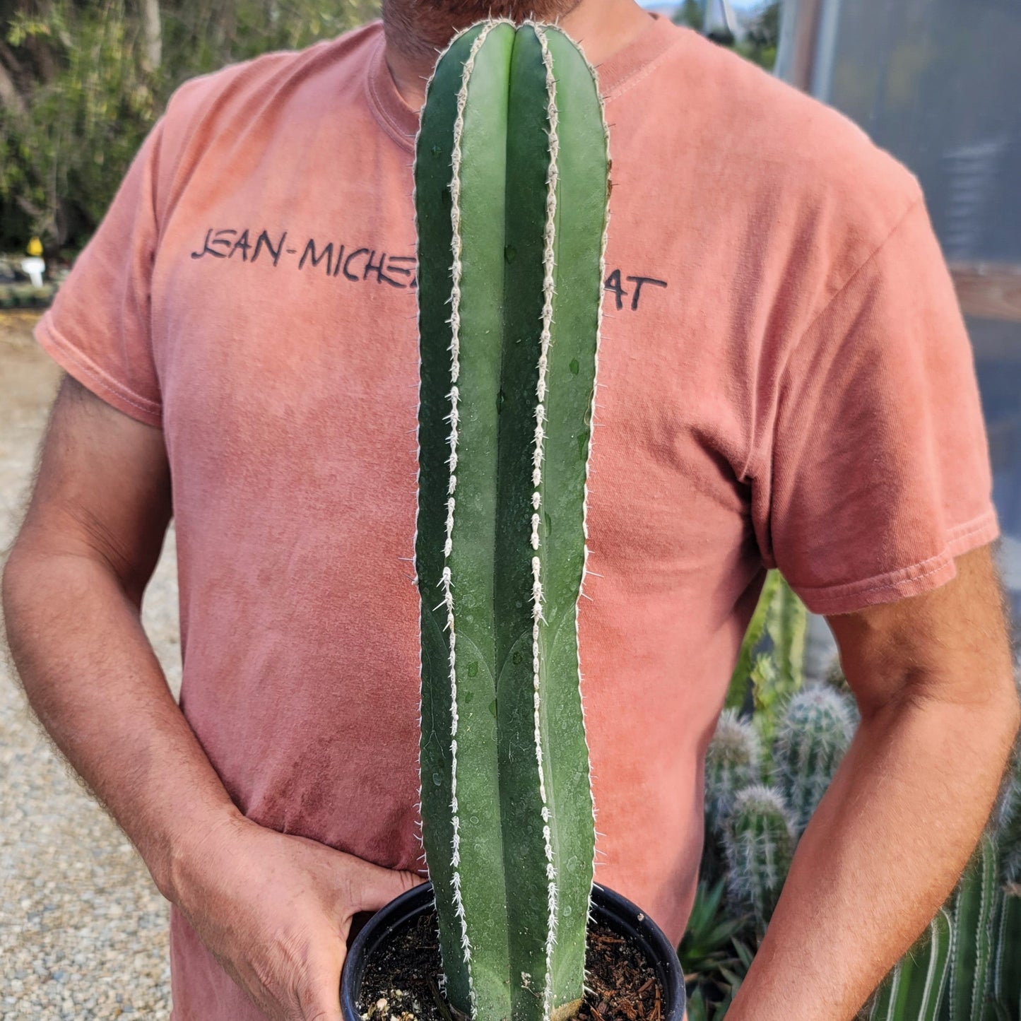 Mexican Fence Post Cactus 'Pachycereus marginatus'