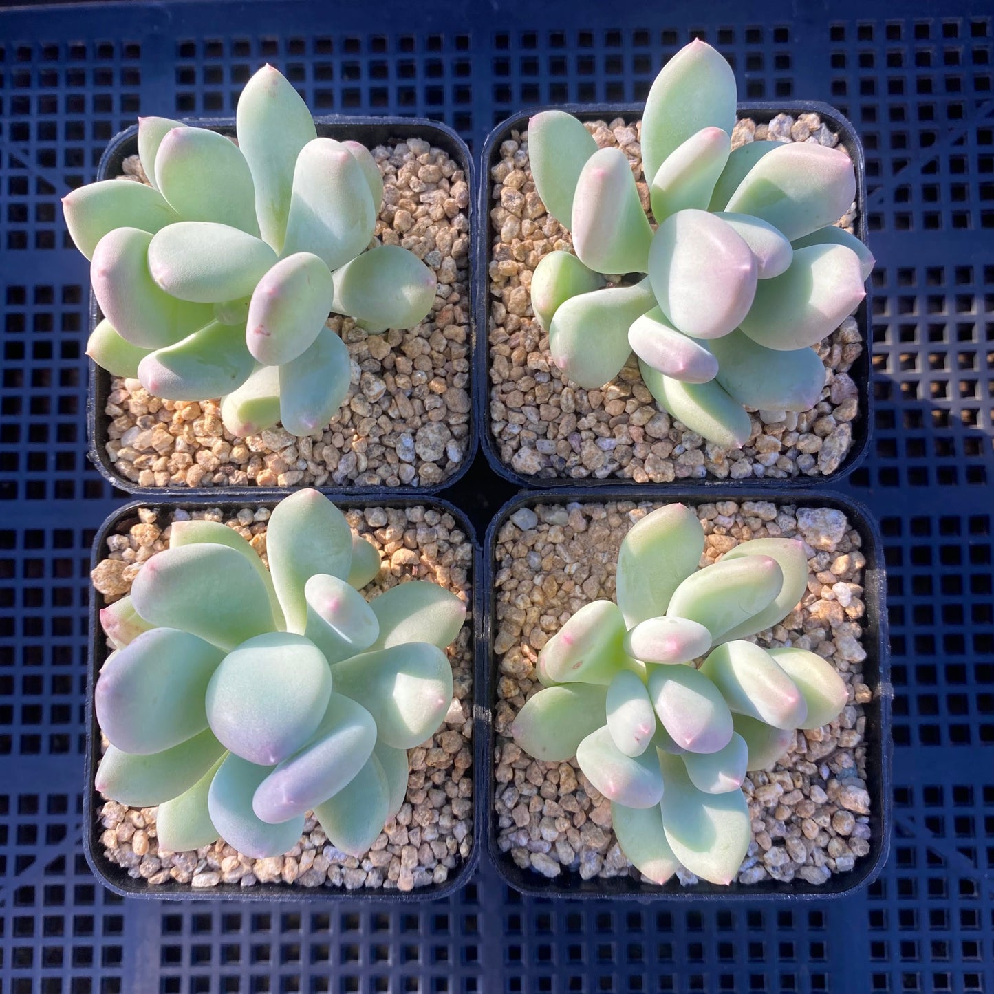 Pachyphytum oviferum mikadukibijin
