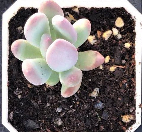 Pachyphytum oviferum mikadukibijin