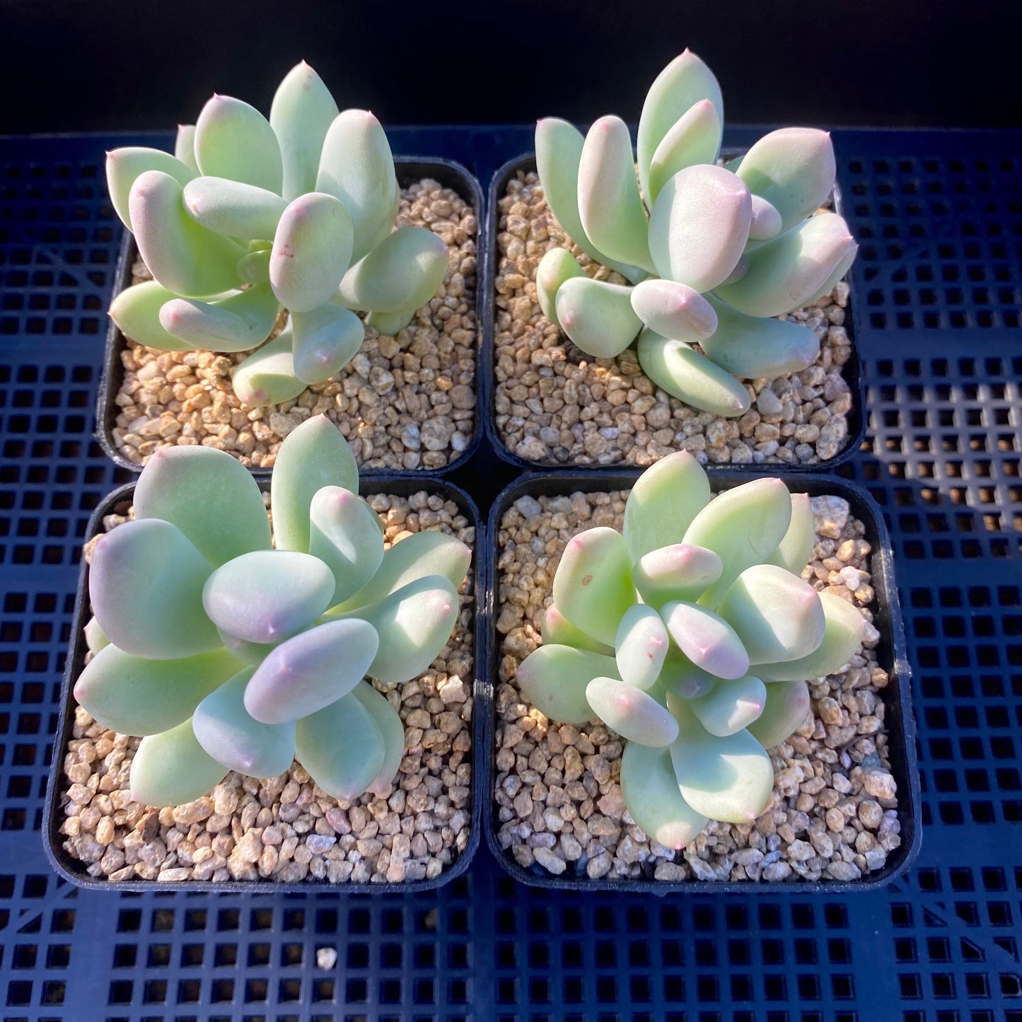 Pachyphytum oviferum mikadukibijin