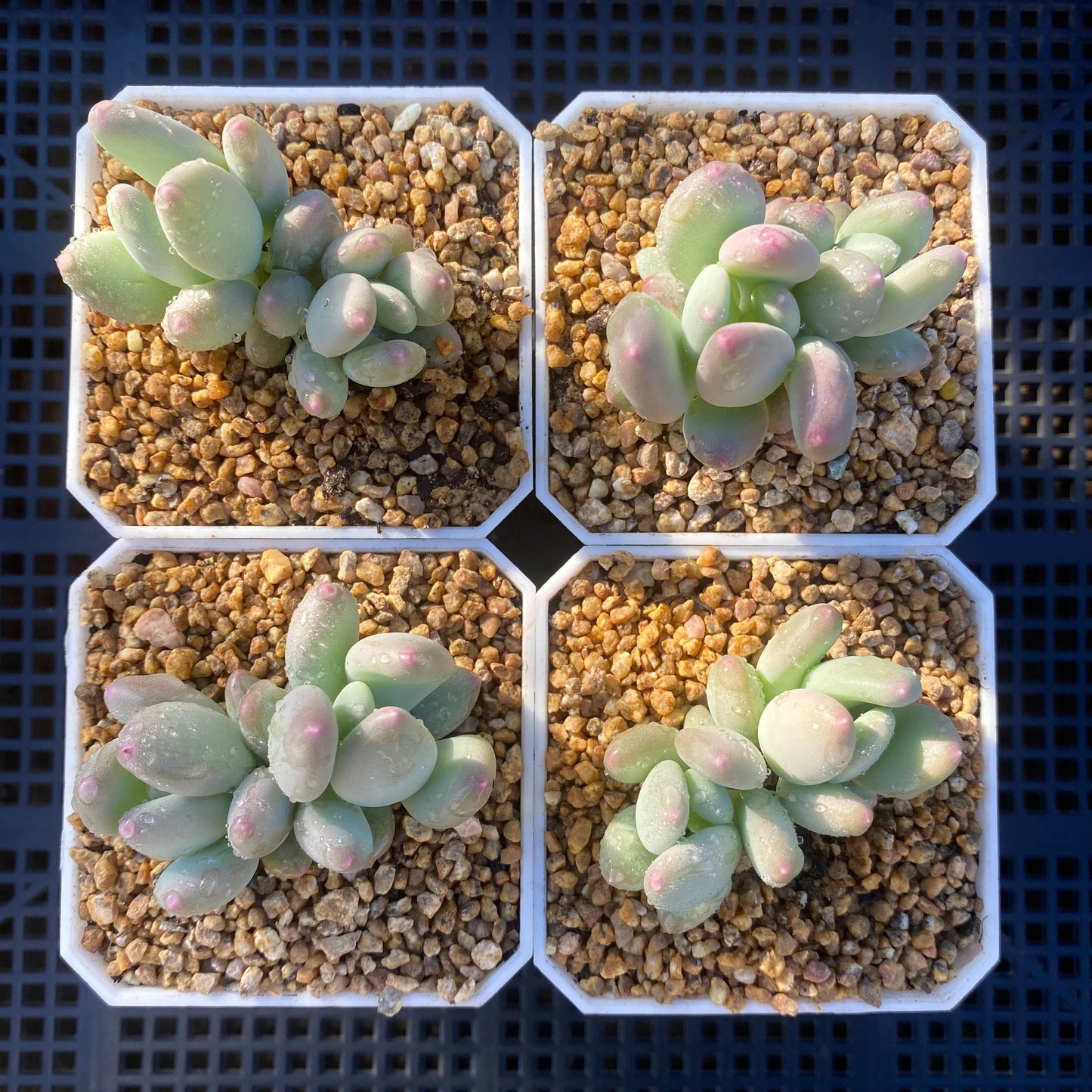 Pachyphytum oviferum mikadukibijin
