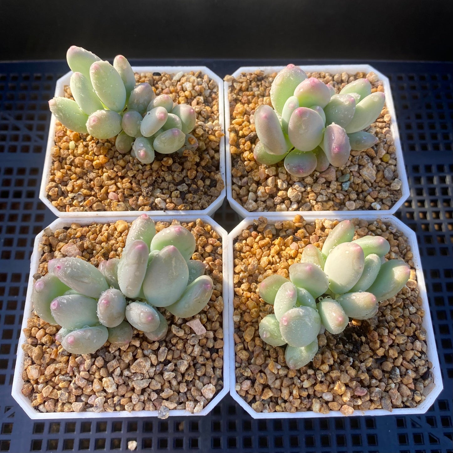 Pachyphytum oviferum mikadukibijin