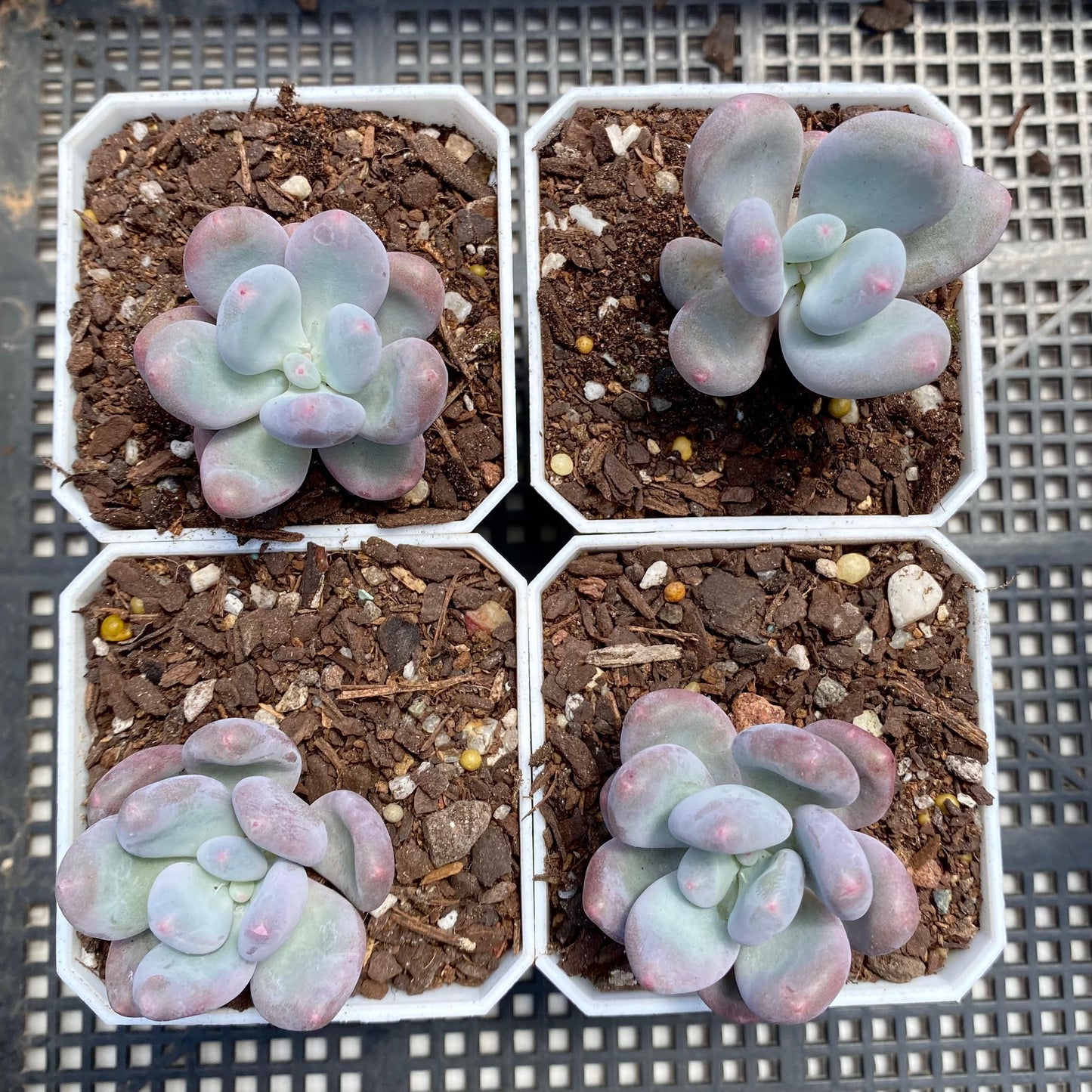 Pachyphytum blue haze