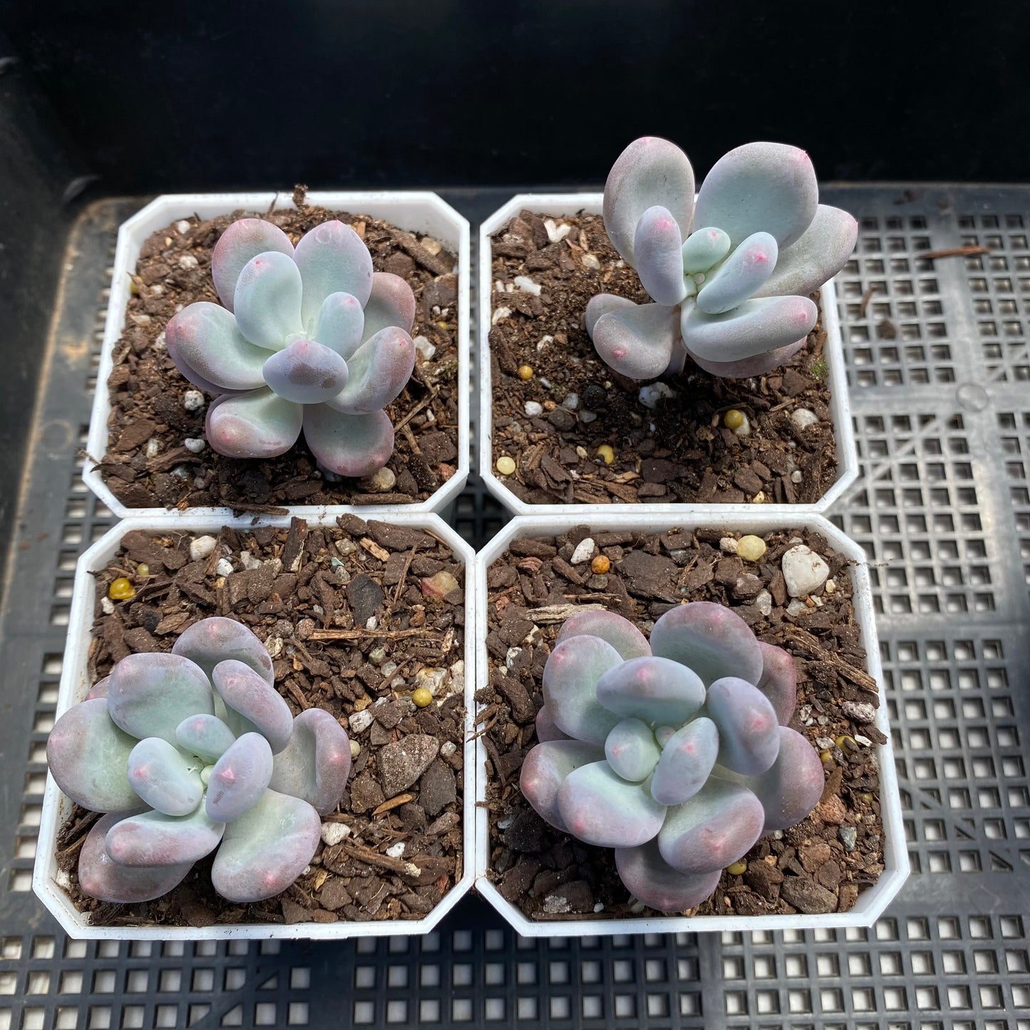 Pachyphytum blue haze