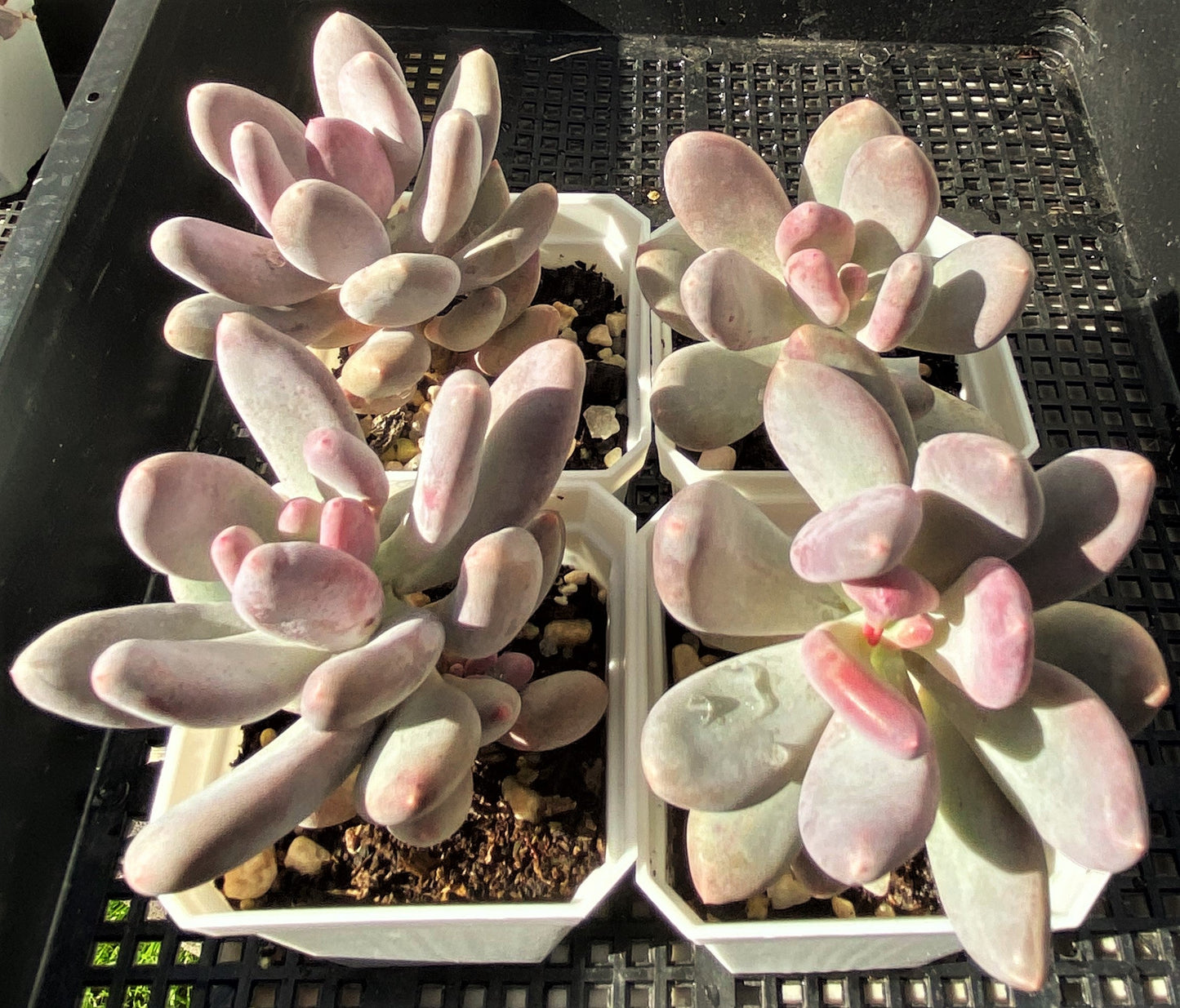 Pachyphytum blue haze
