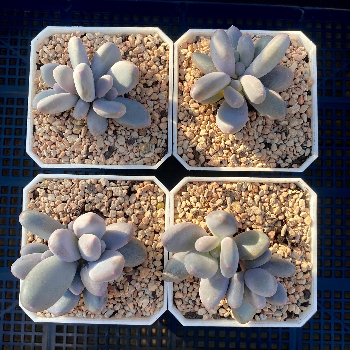 Pachyphytum blue haze
