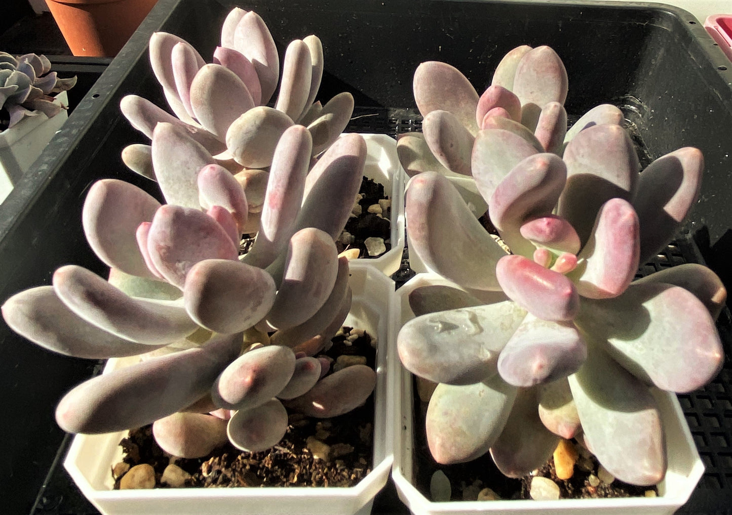 Pachyphytum blue haze