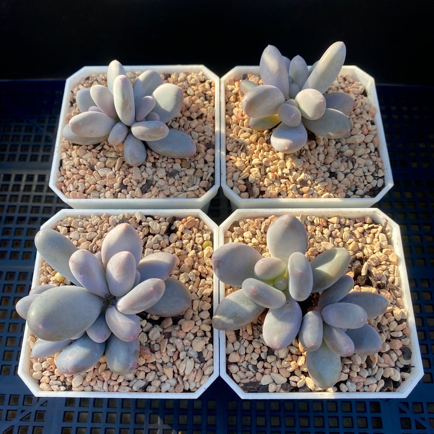 Pachyphytum blue haze