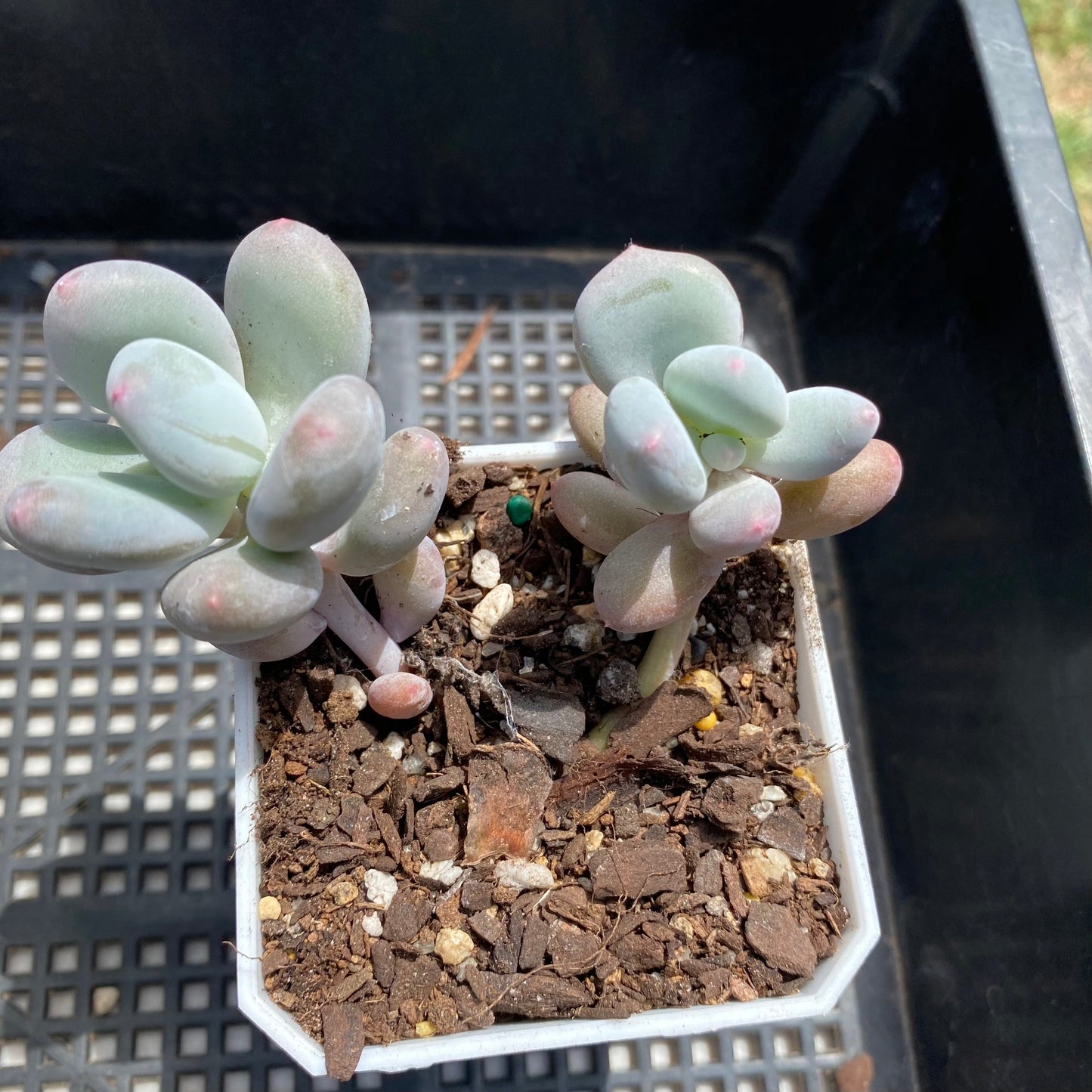 Pachyphytum blue haze