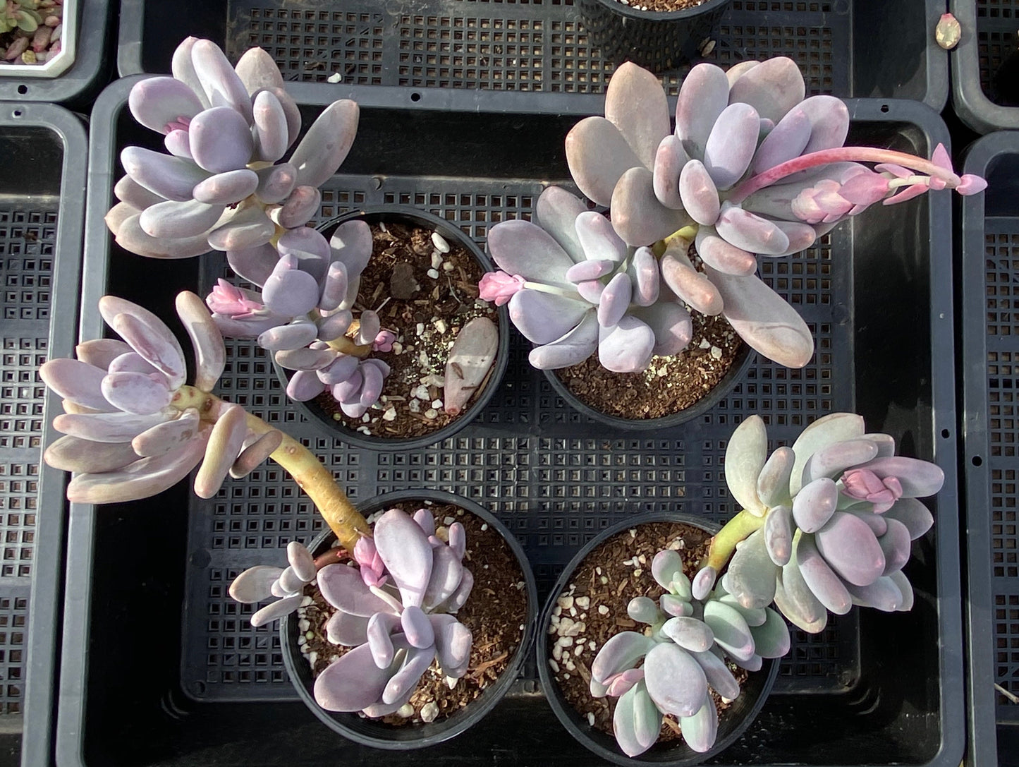 Pachyphytum blue haze