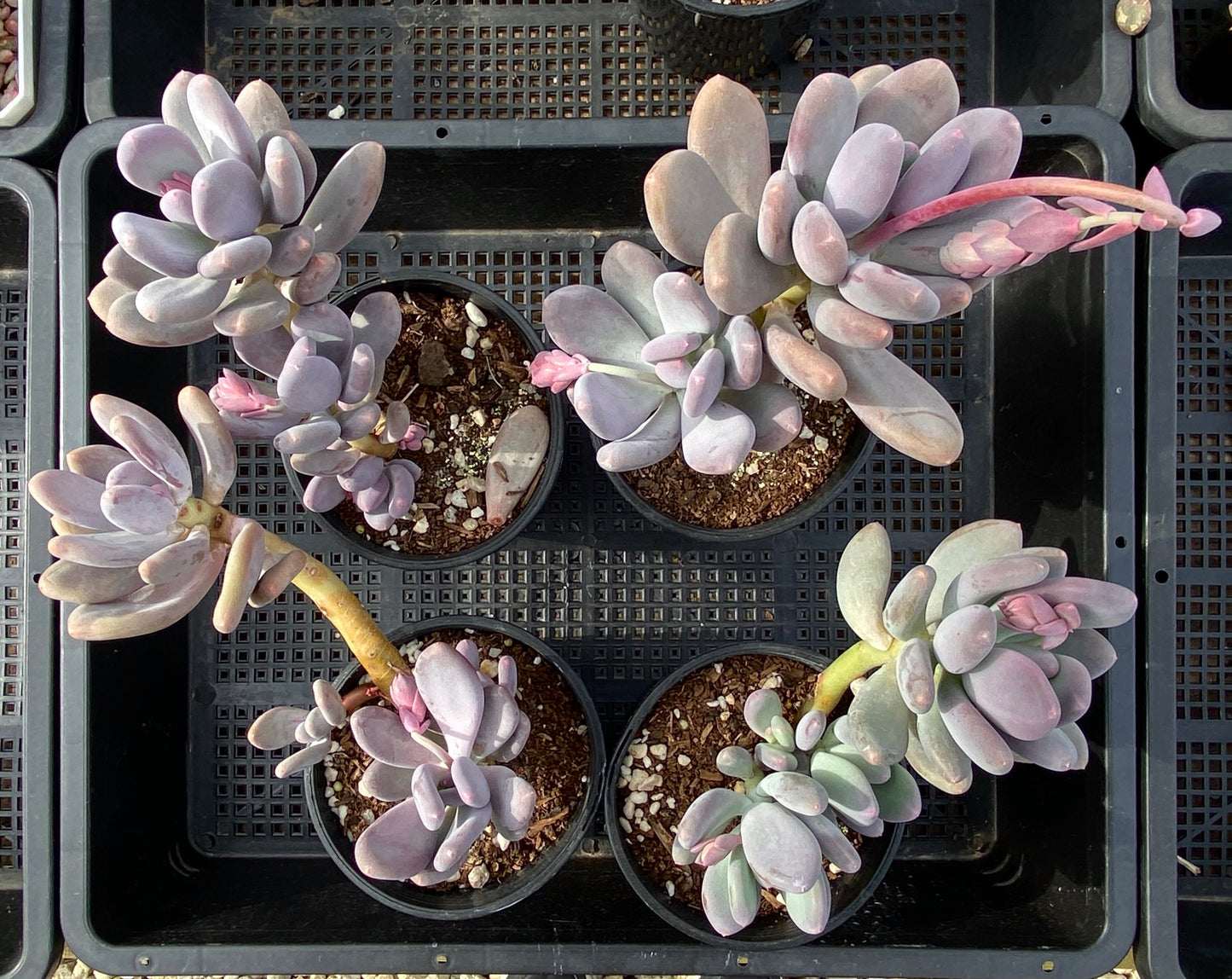 Pachyphytum blue haze