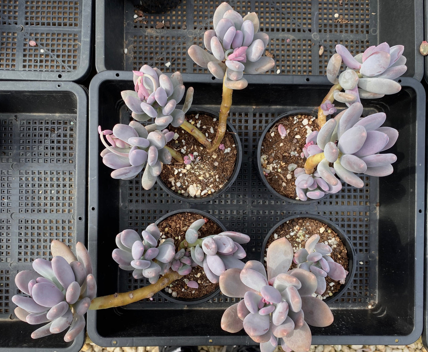 Pachyphytum blue haze