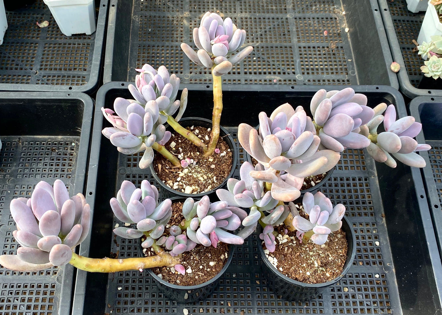 Pachyphytum blue haze