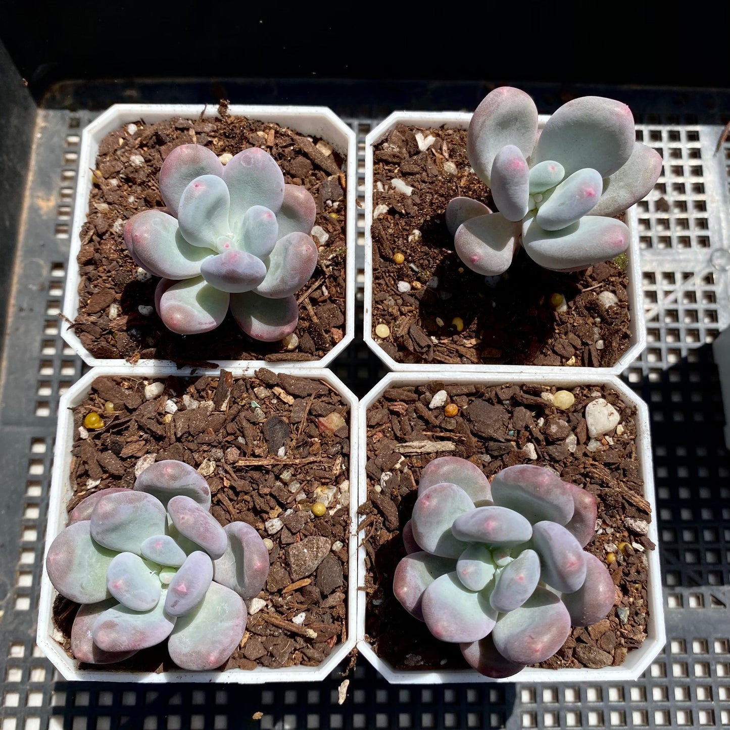 Pachyphytum blue haze