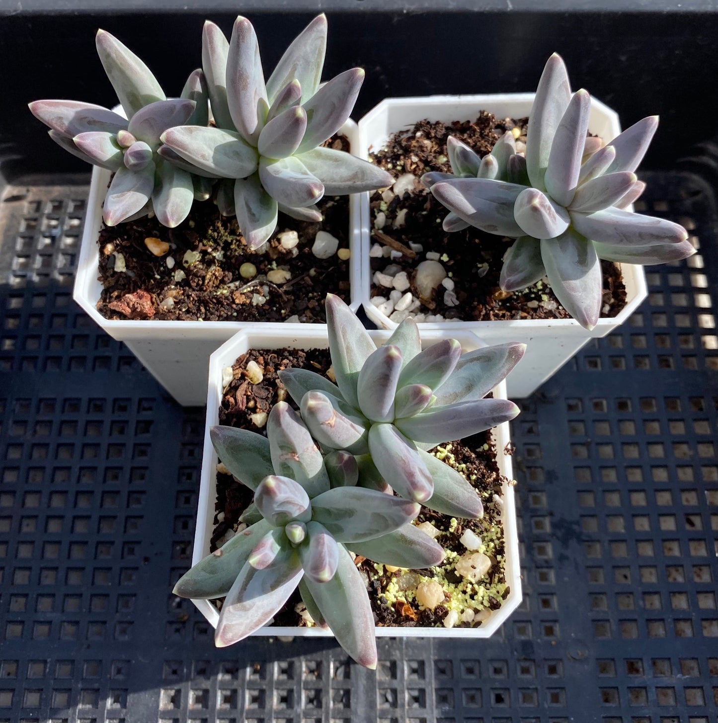 Pachythytum compactum
