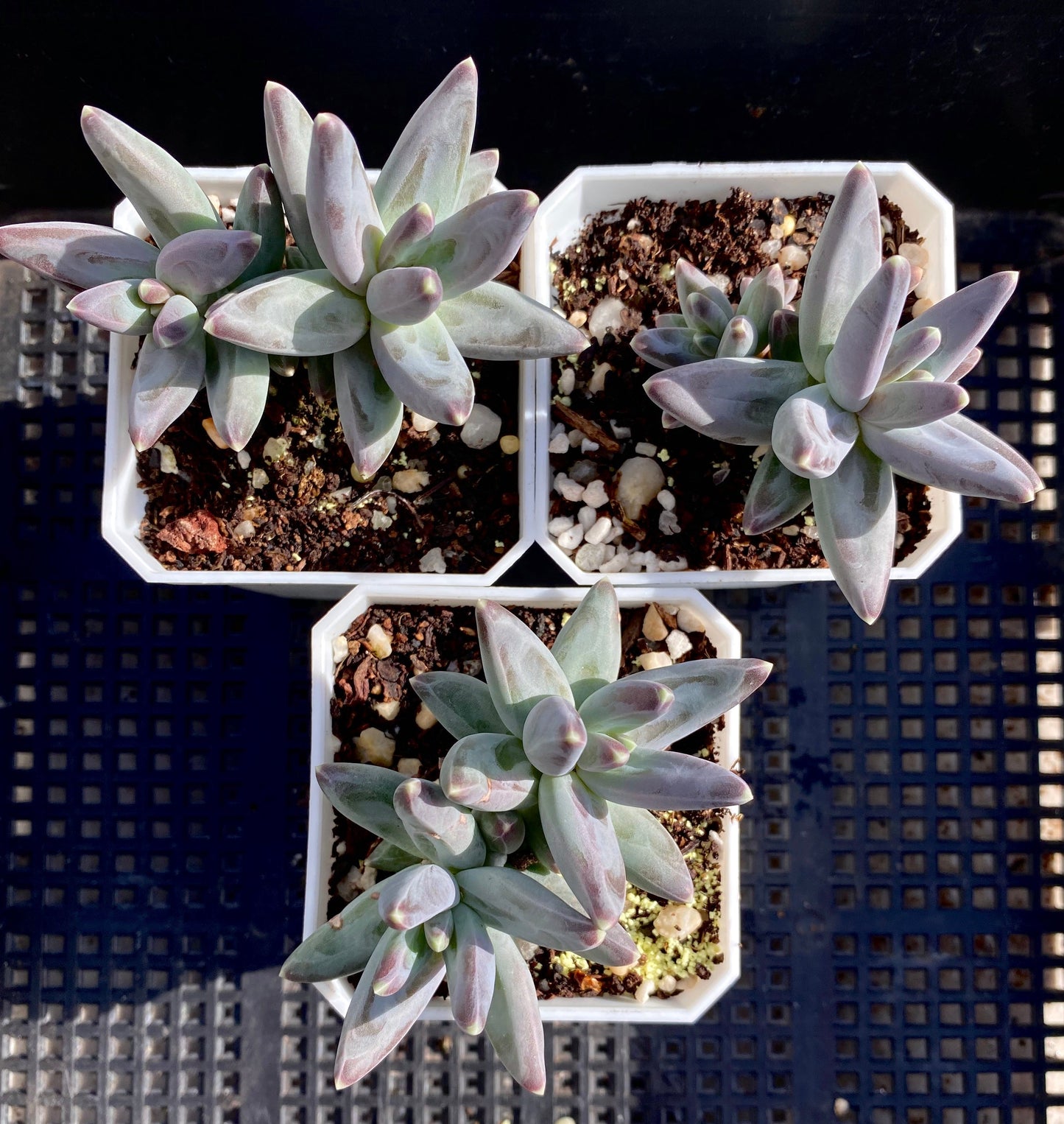 Pachythytum compactum