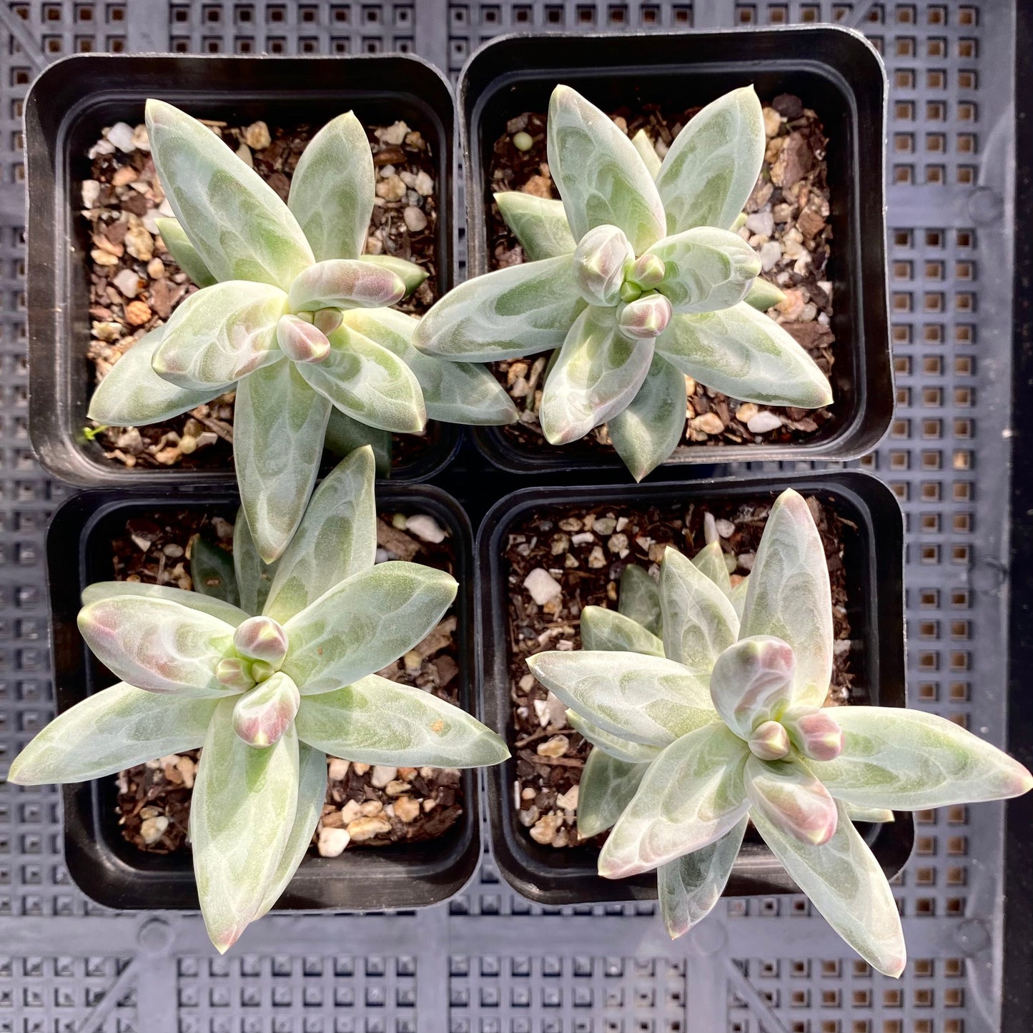 Pachythytum compactum