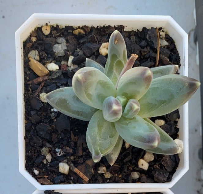 Pachythytum compactum
