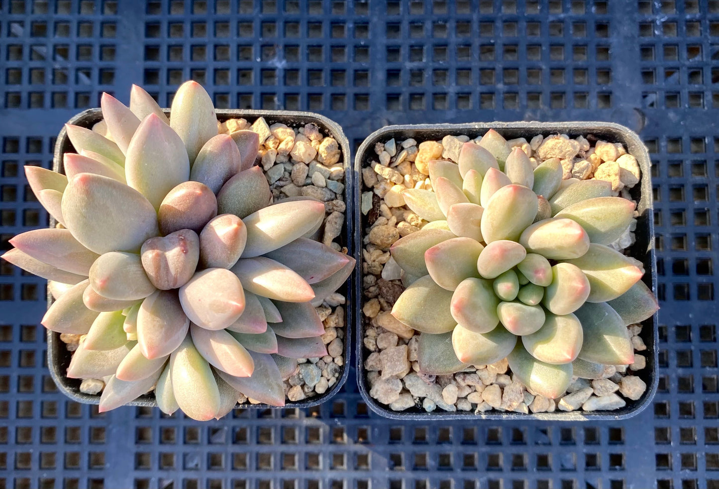 Pachyveria red angel's finger