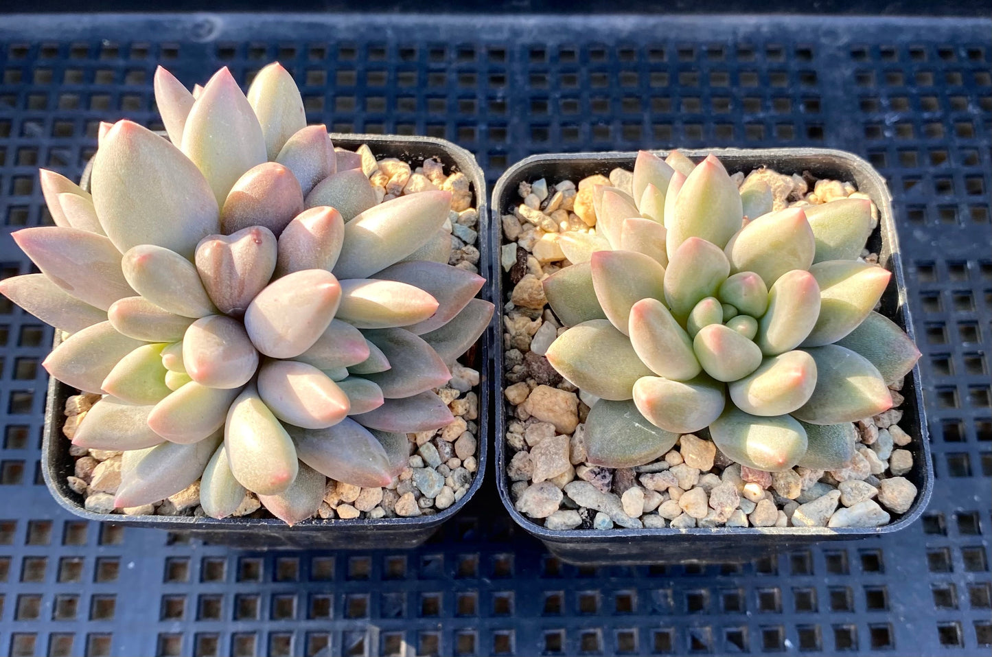 Pachyveria red angel's finger