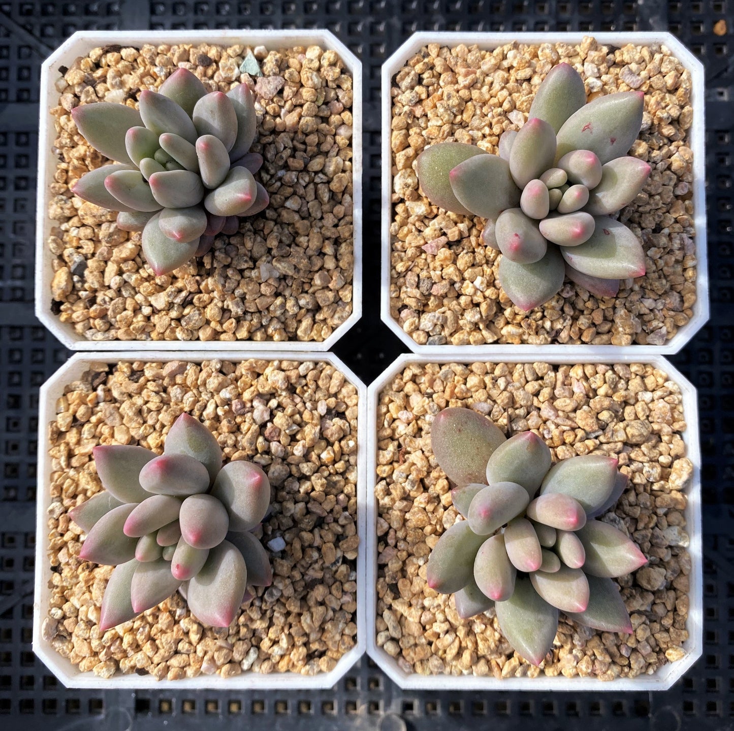 Pachyveria red angel's finger