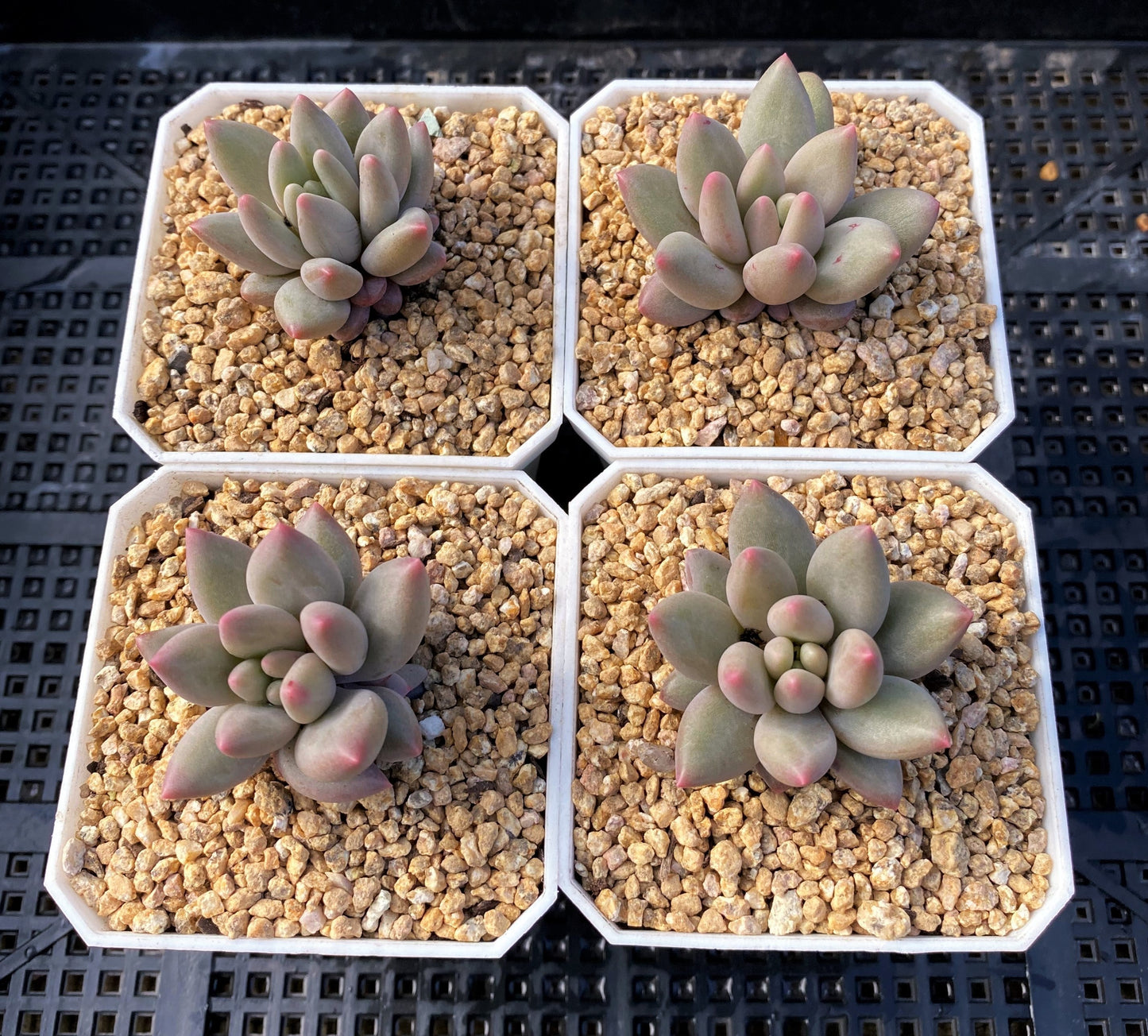 Pachyveria red angel's finger