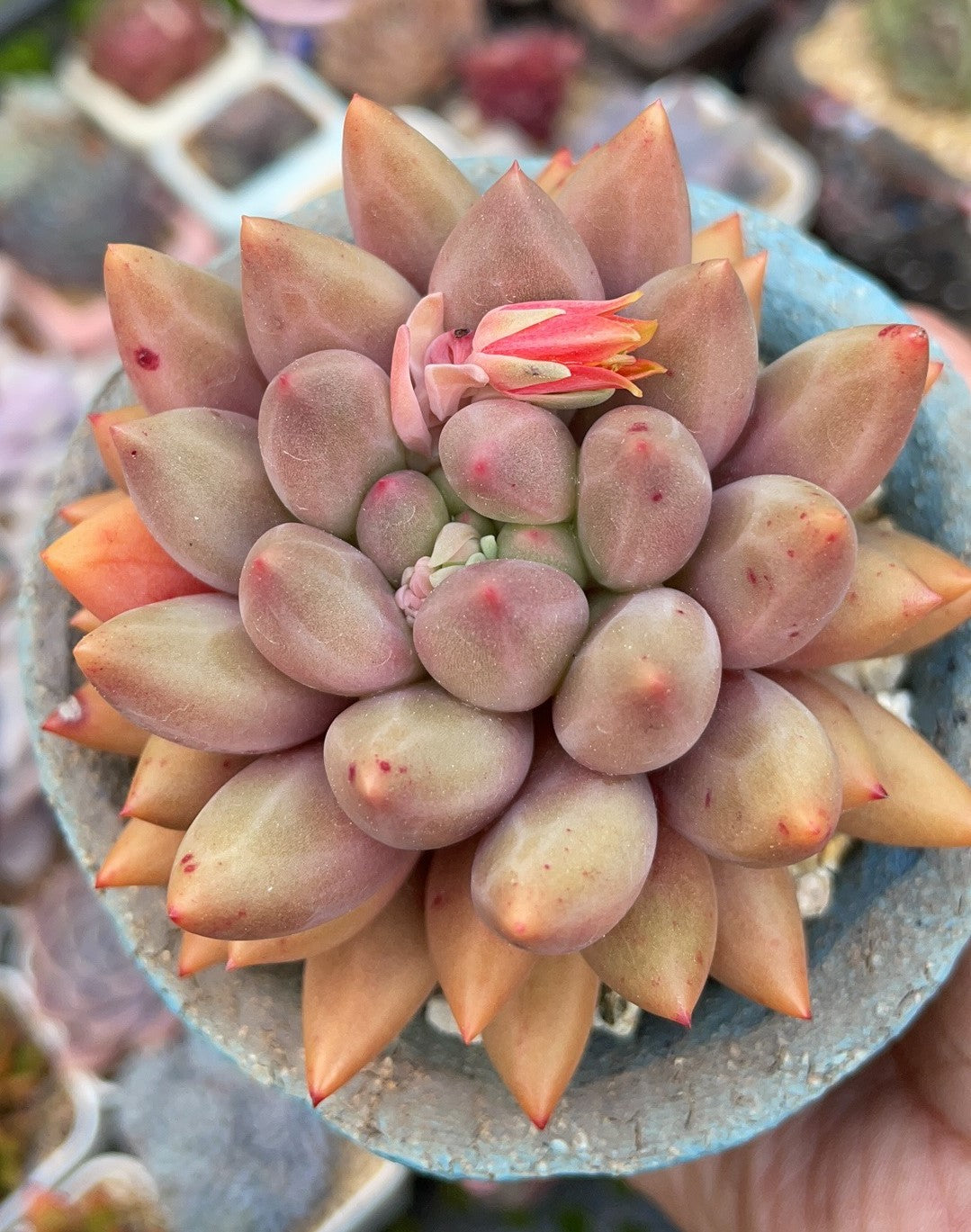 Pachyveria red angel's finger